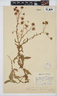 Osteospermum monstrosum image