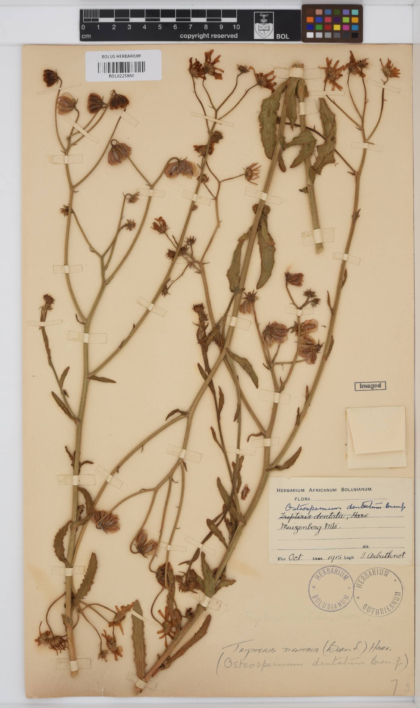 Osteospermum dentatum image