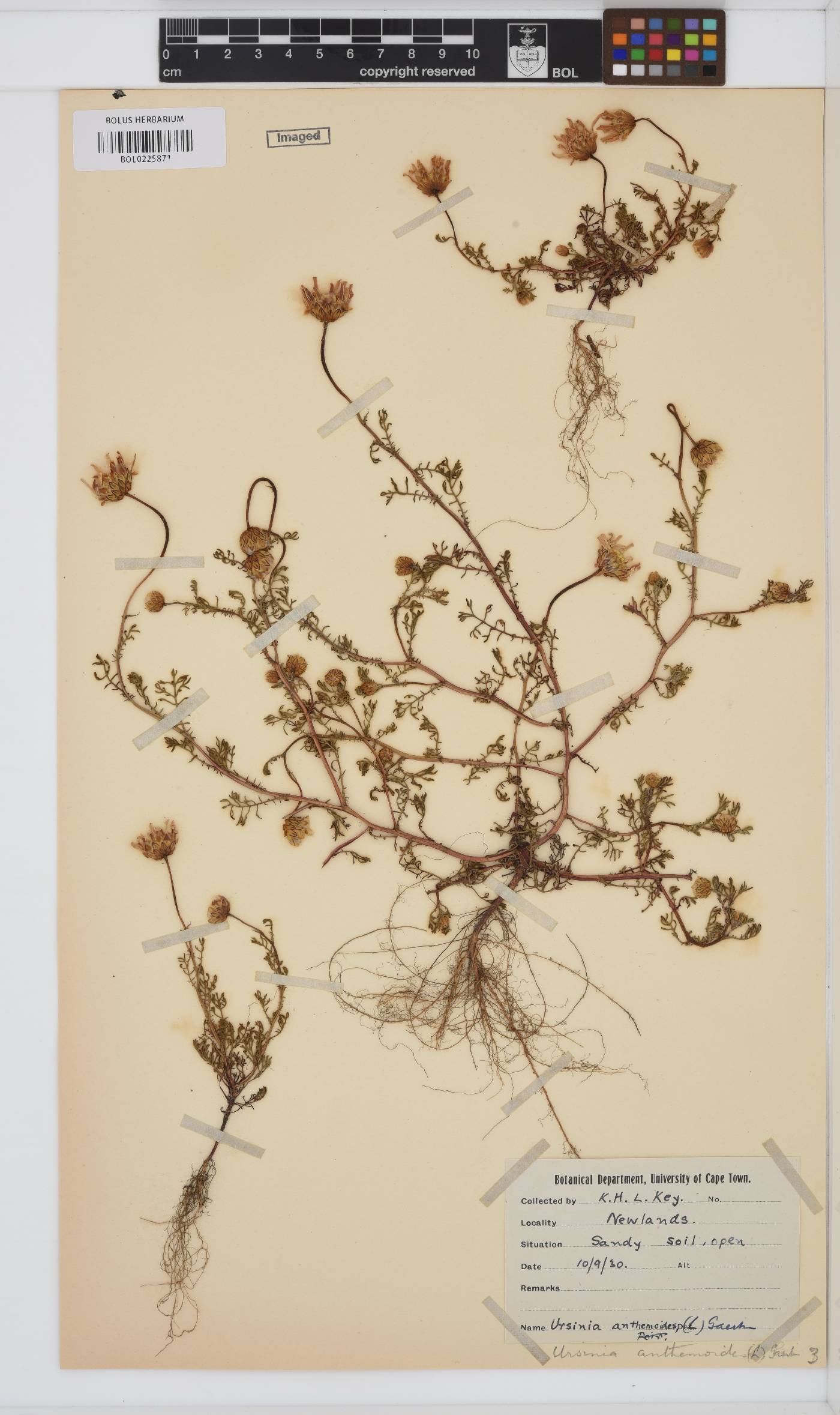 Ursinia anthemoides subsp. anthemoides image