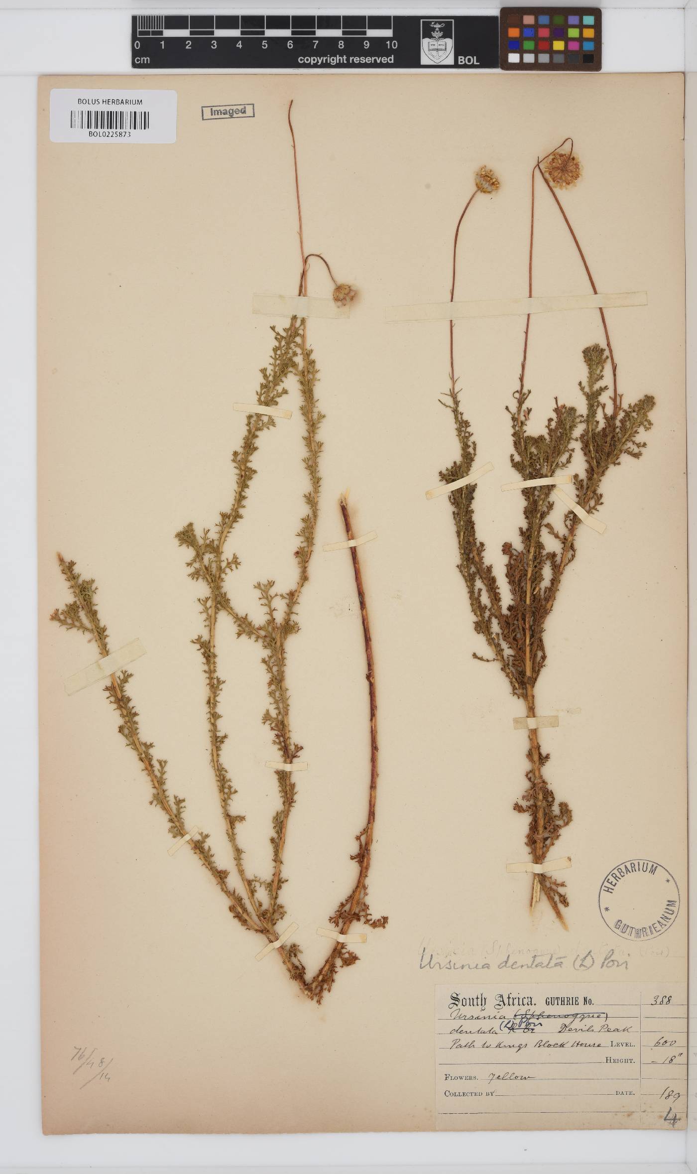 Ursinia dentata image