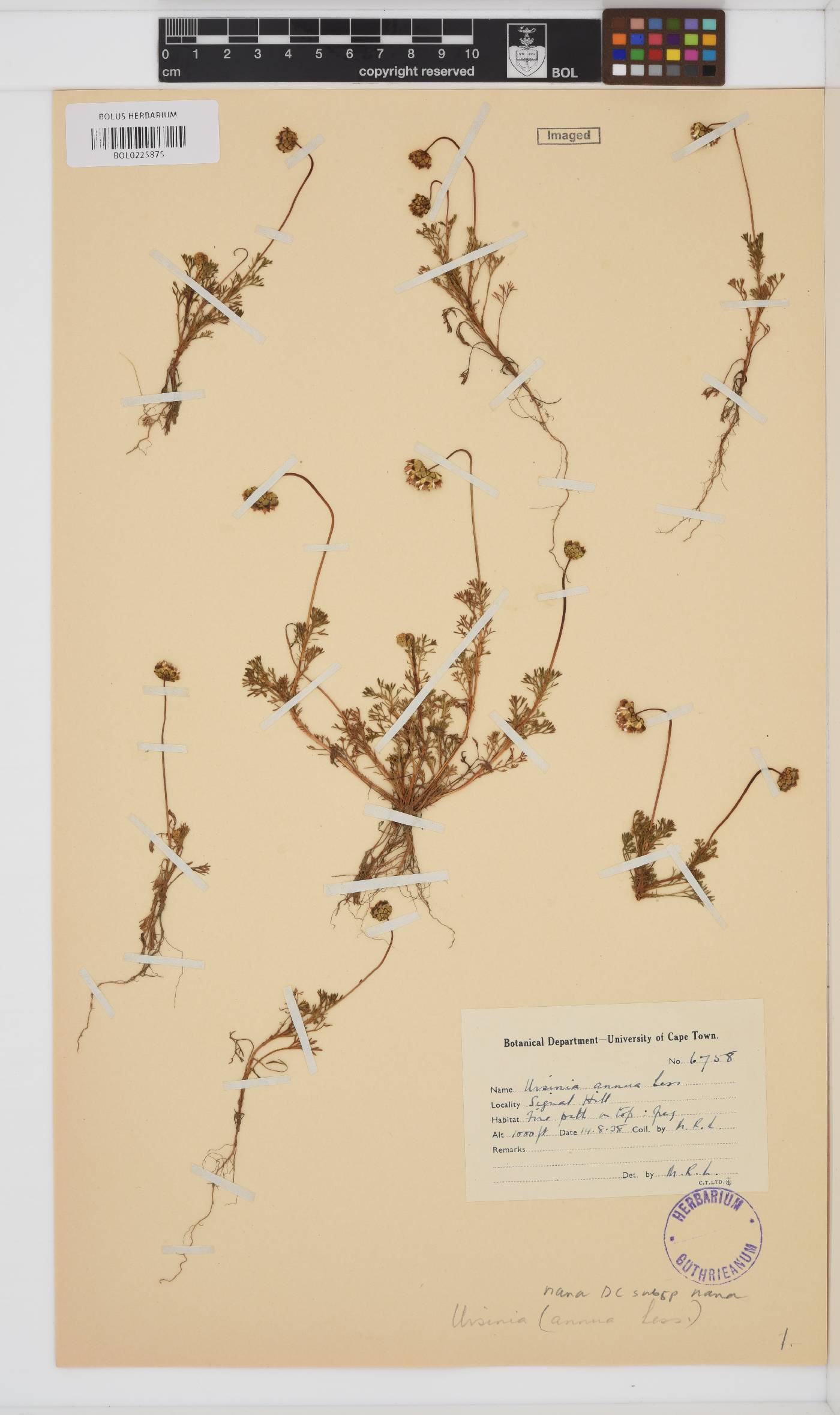 Ursinia nana subsp. nana image