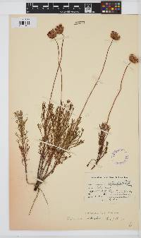 Image of Ursinia paleacea