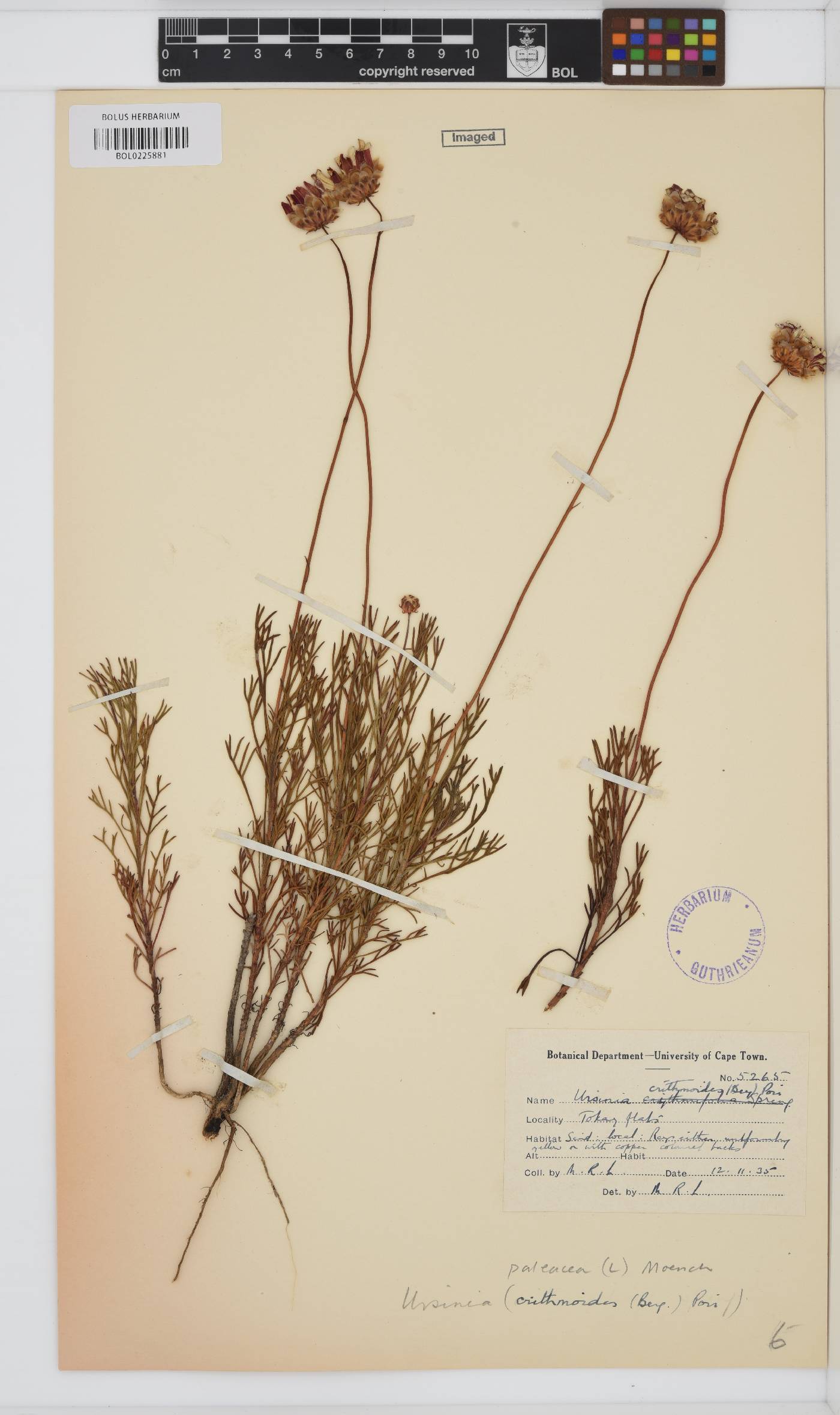 Ursinia paleacea image