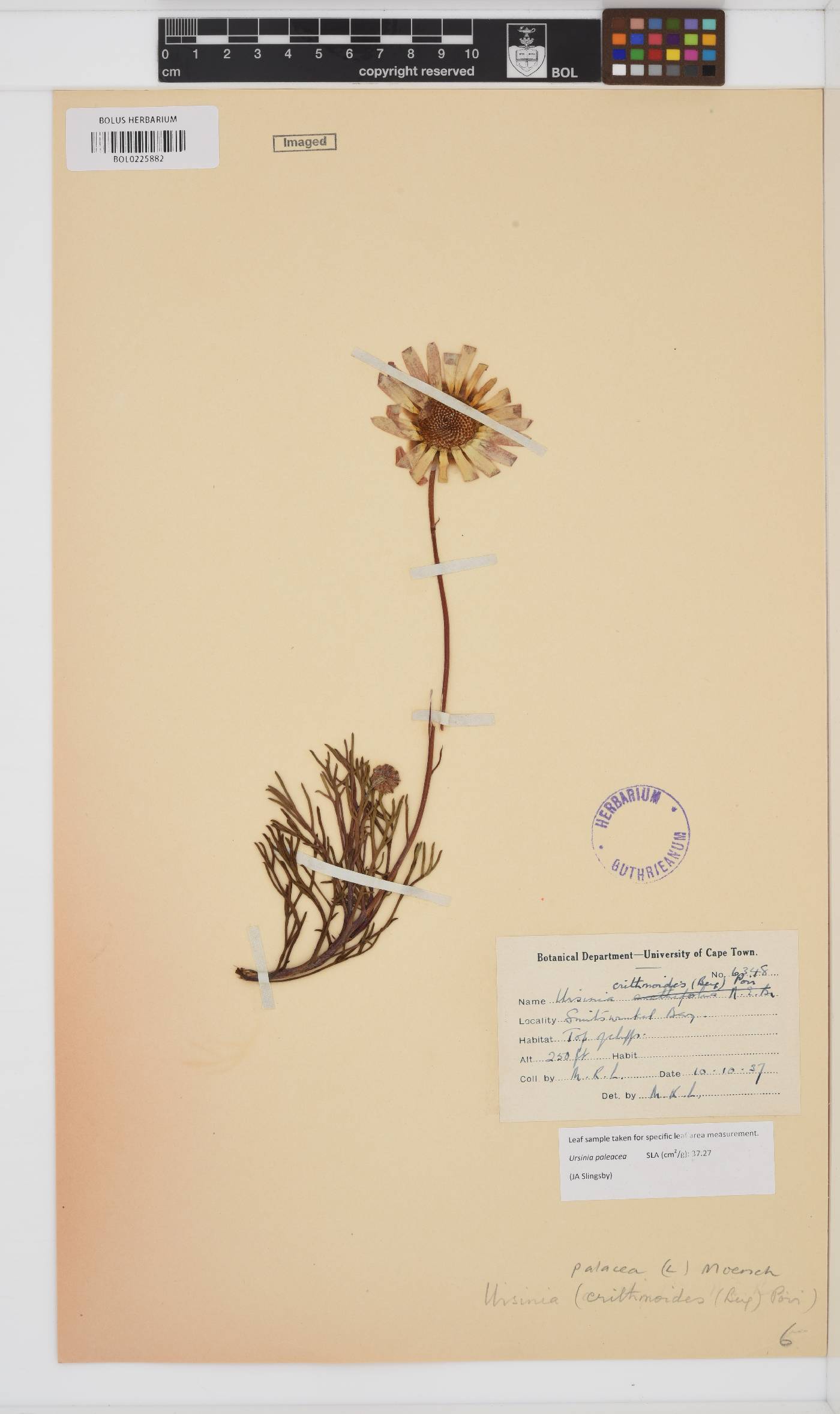 Ursinia paleacea image