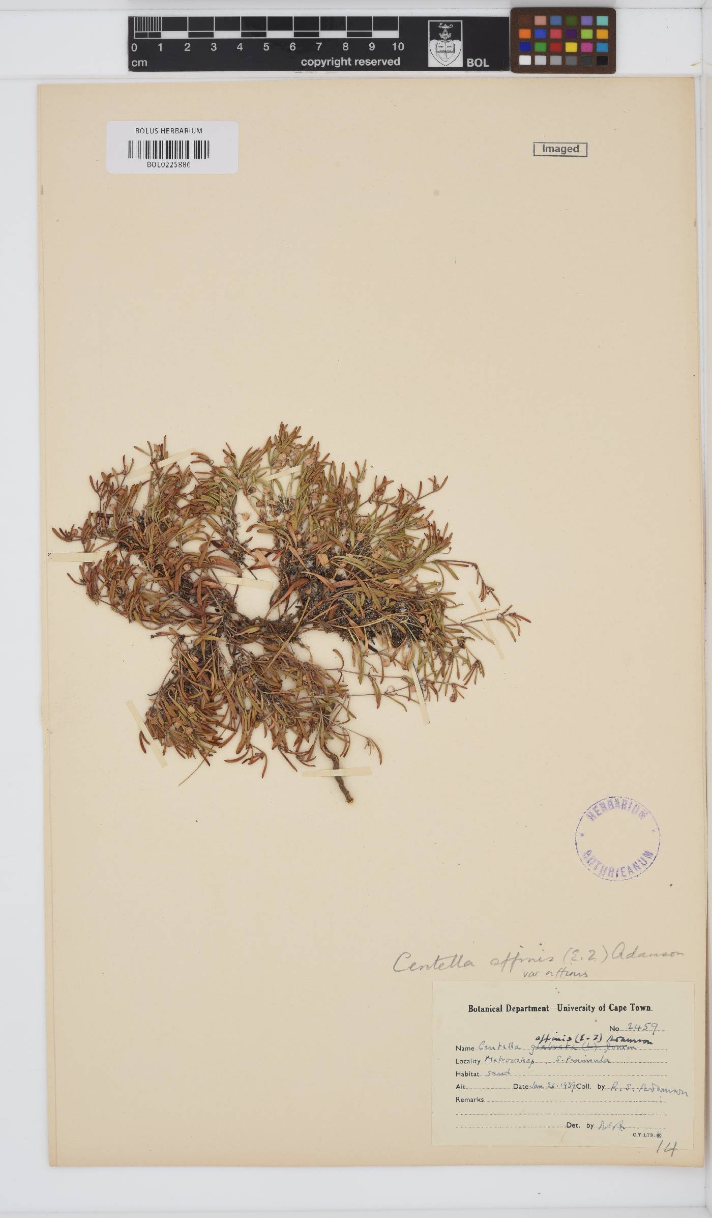 Centella affinis image