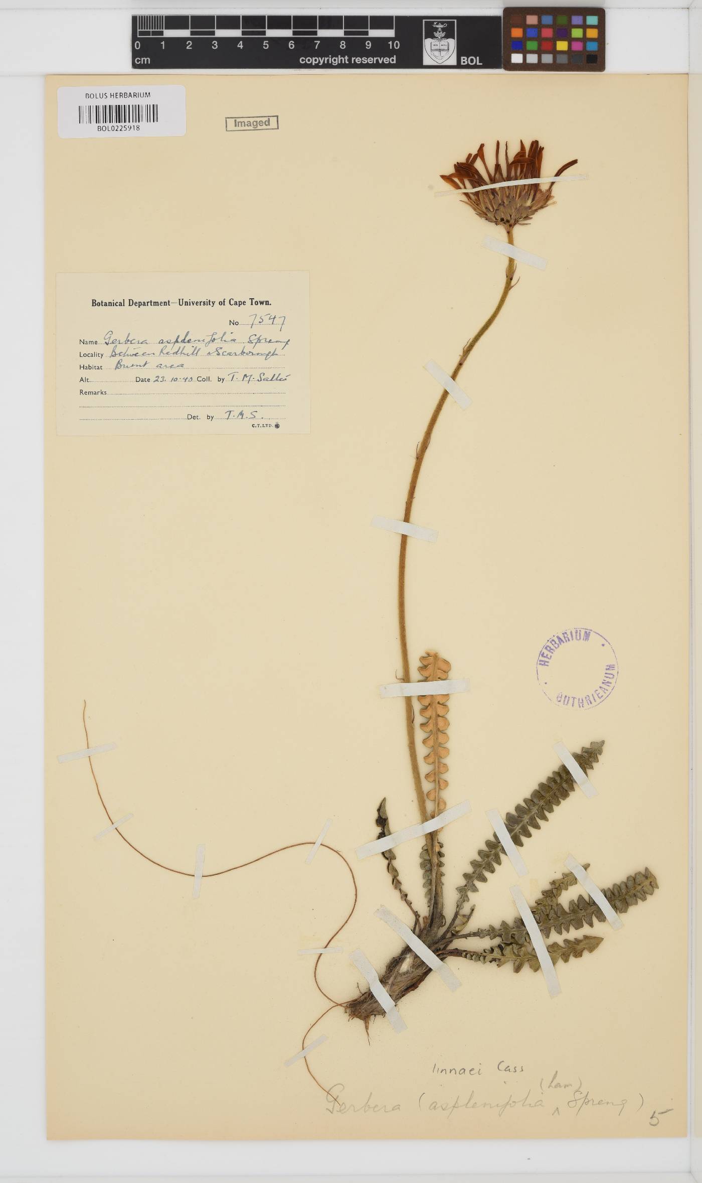 Gerbera linnaei image