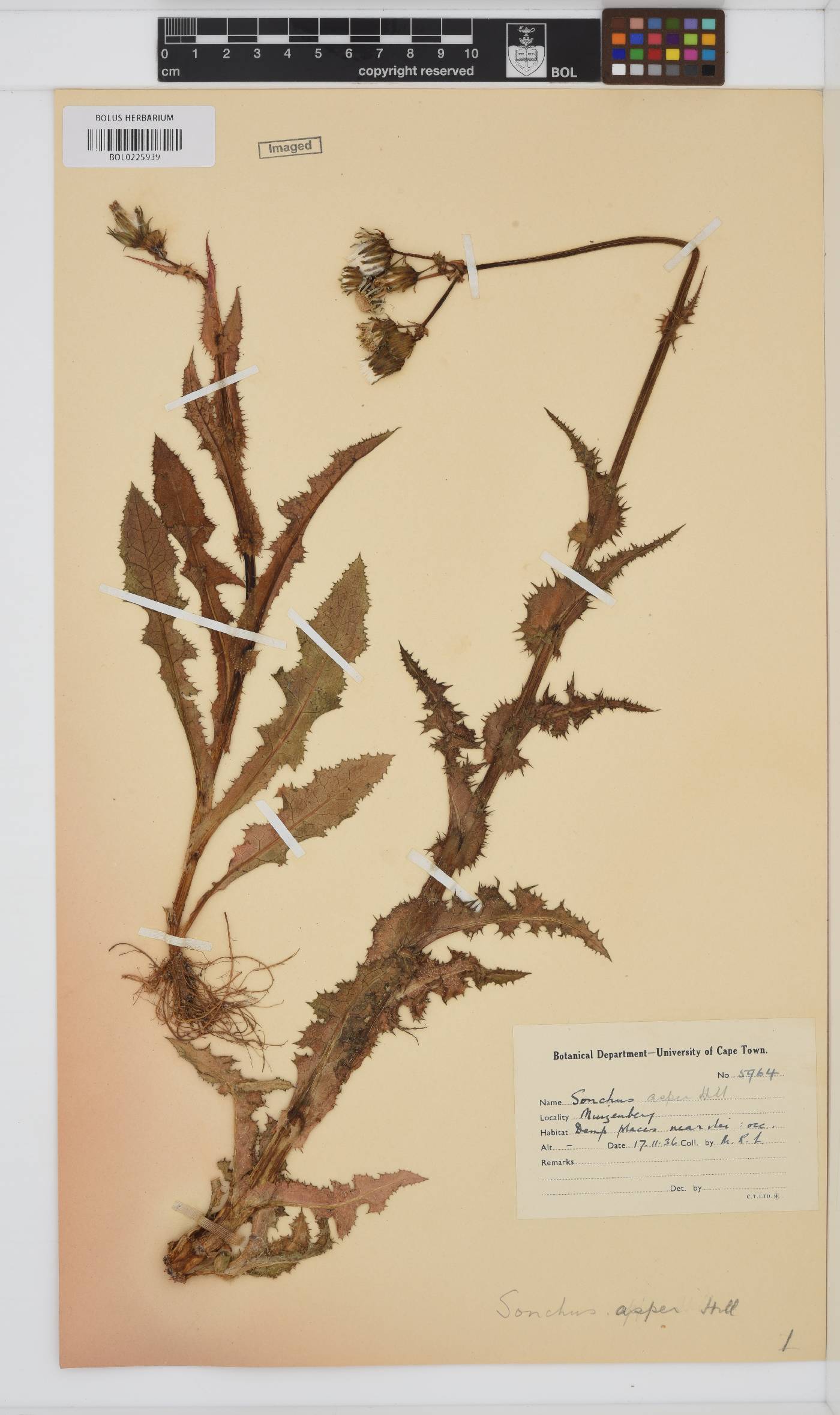Sonchus asper image