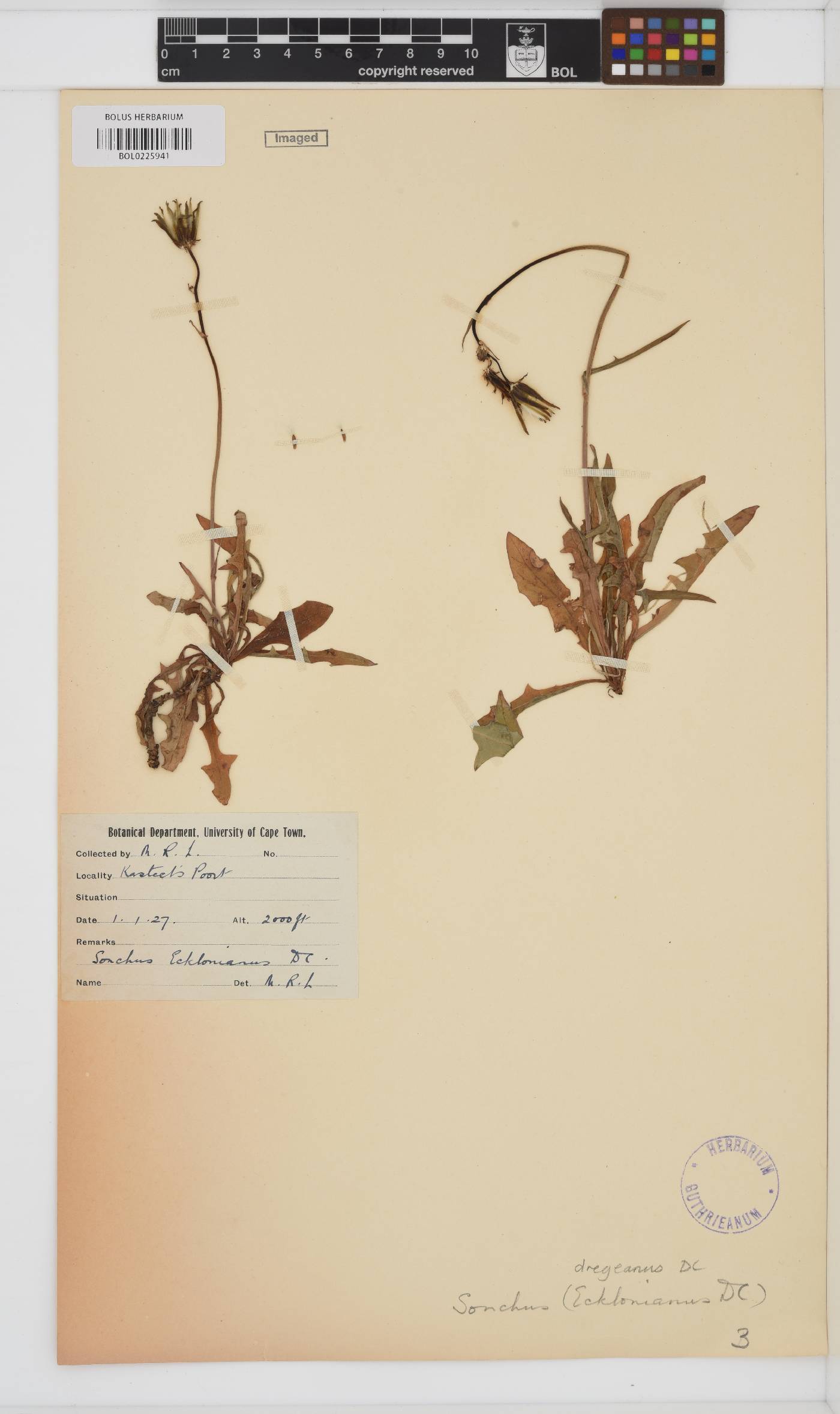 Sonchus dregeanus image