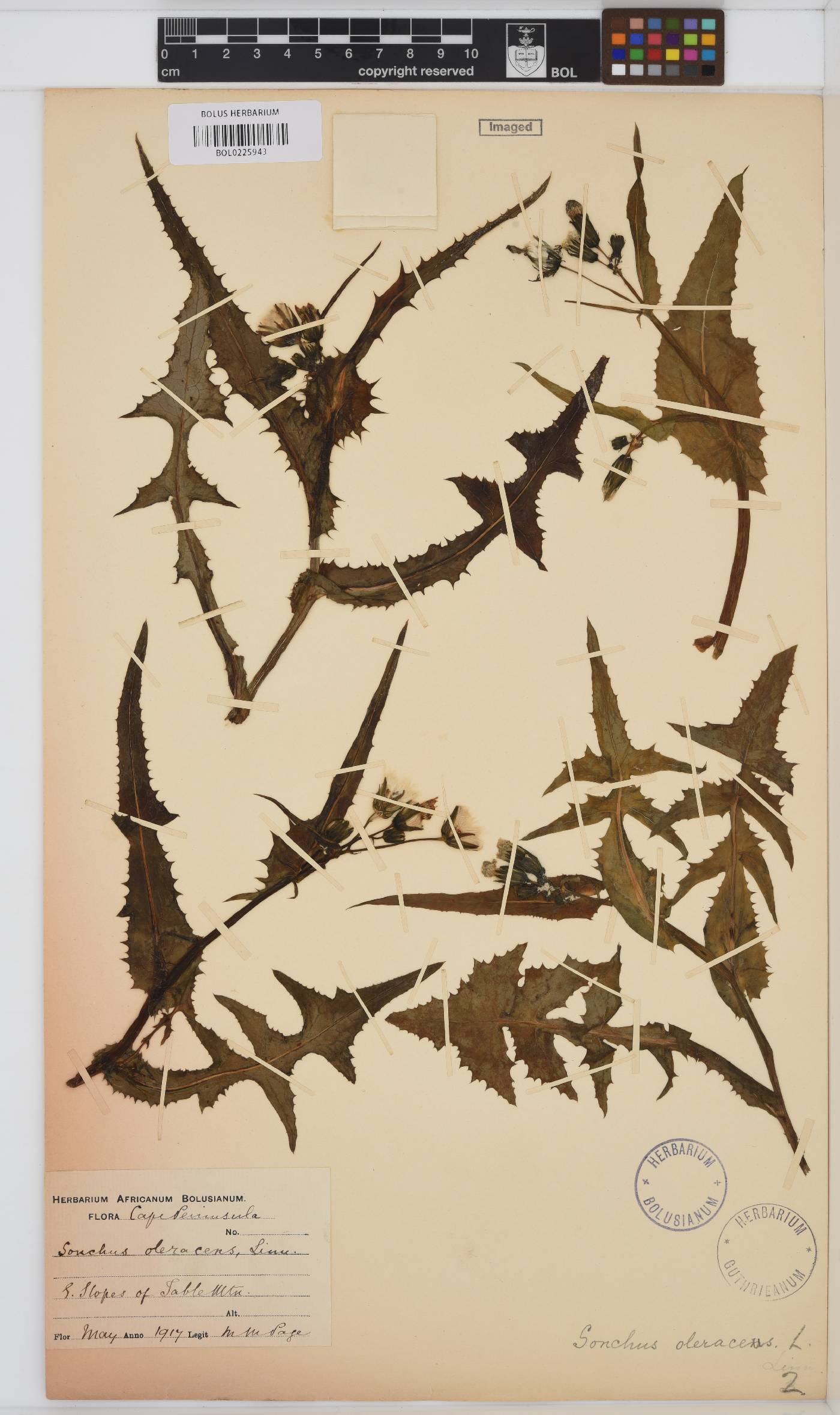 Sonchus oleraceus image
