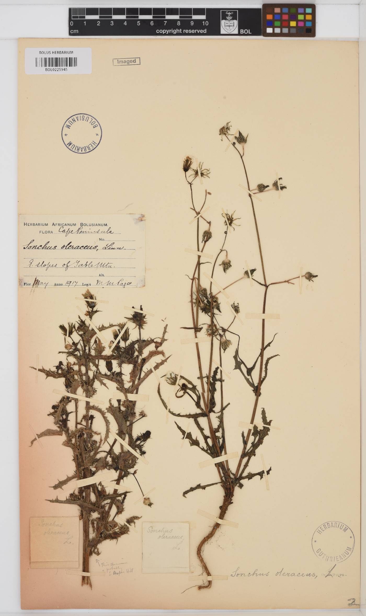 Sonchus oleraceus image