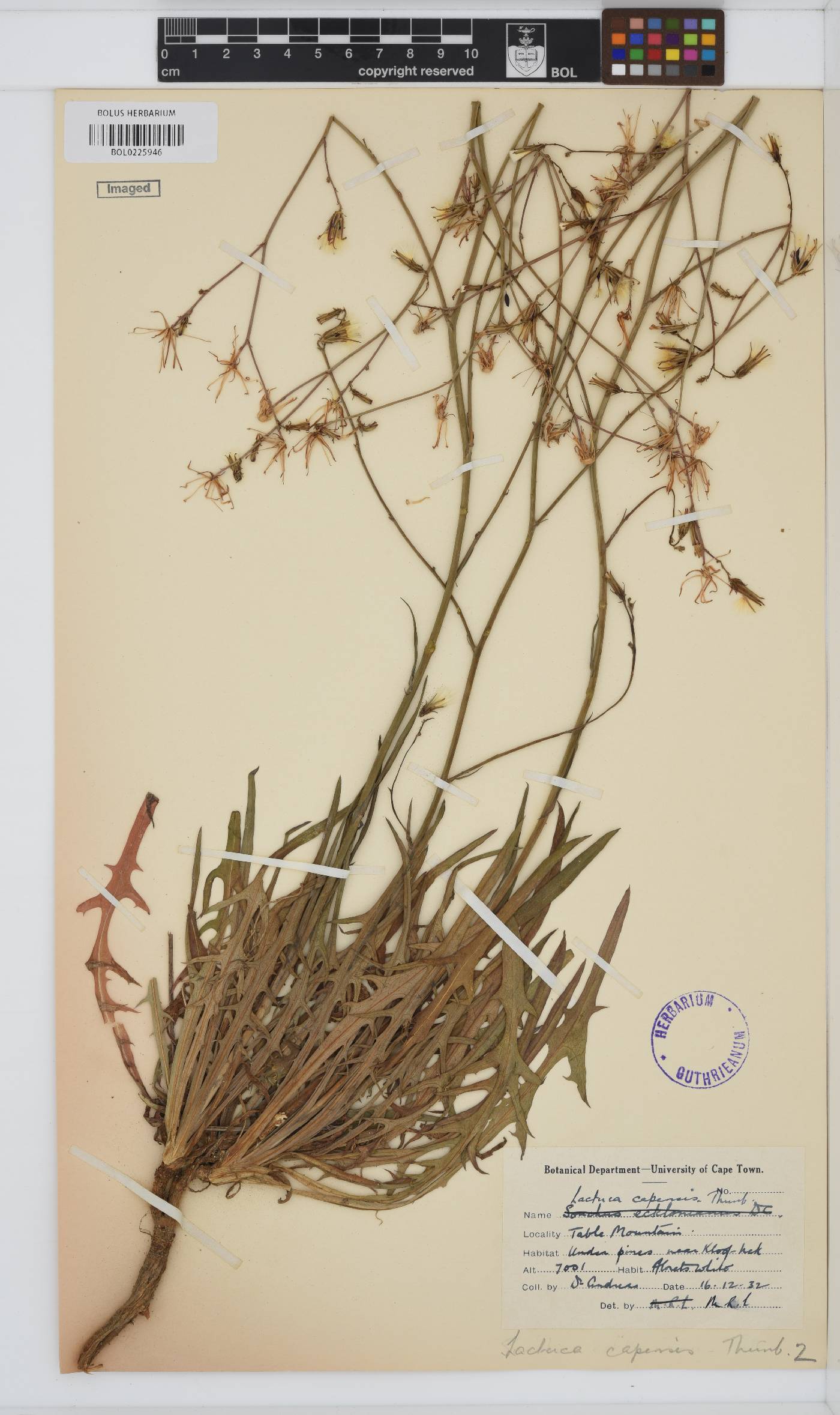 Lactuca inermis image