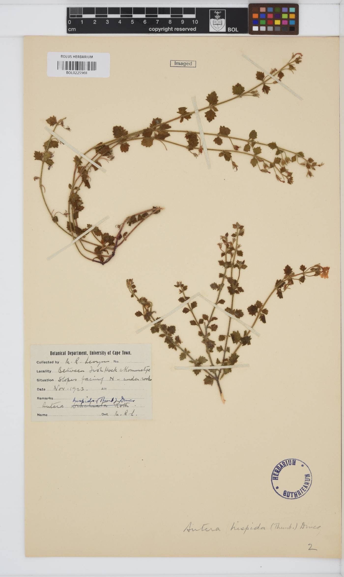 Chaenostoma caeruleum image