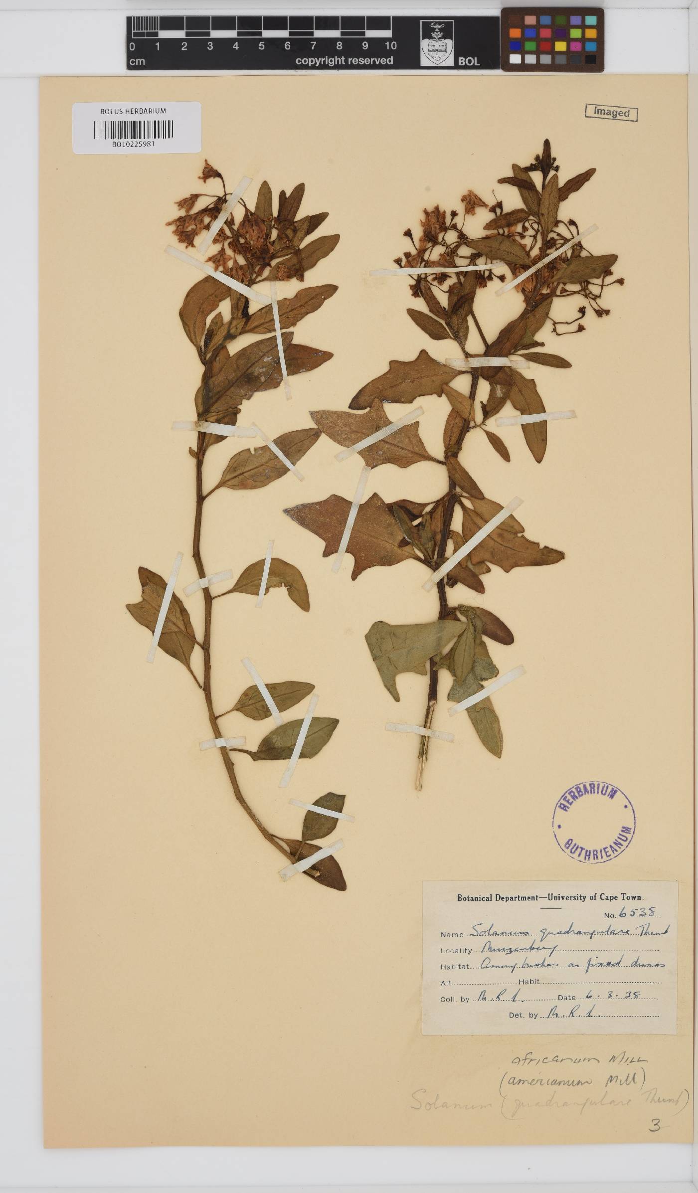 Solanum africanum image