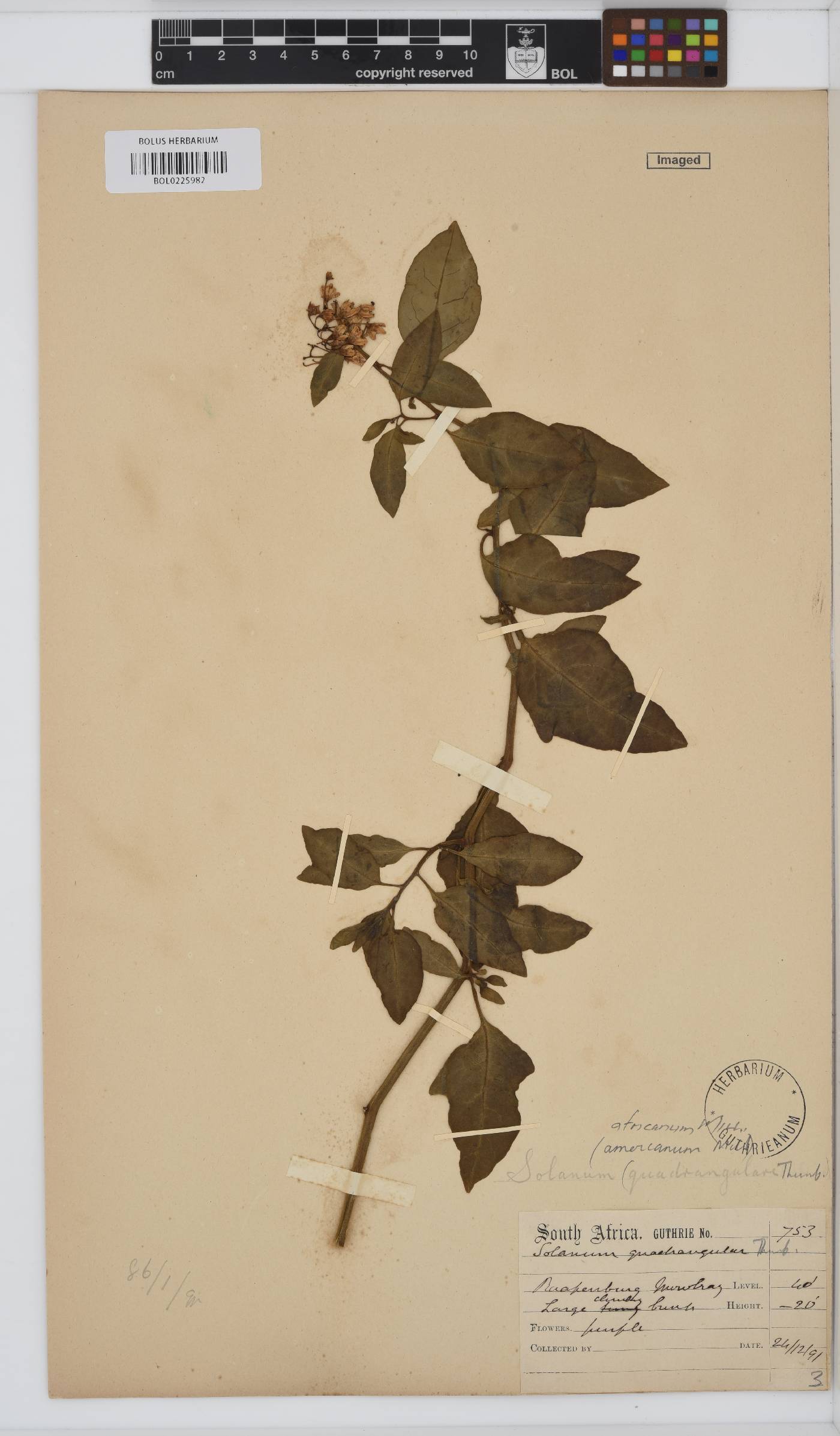 Solanum africanum image