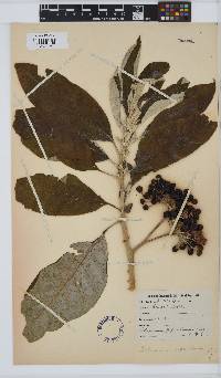 Image of Solanum giganteum