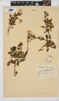 Image of Solanum guineense