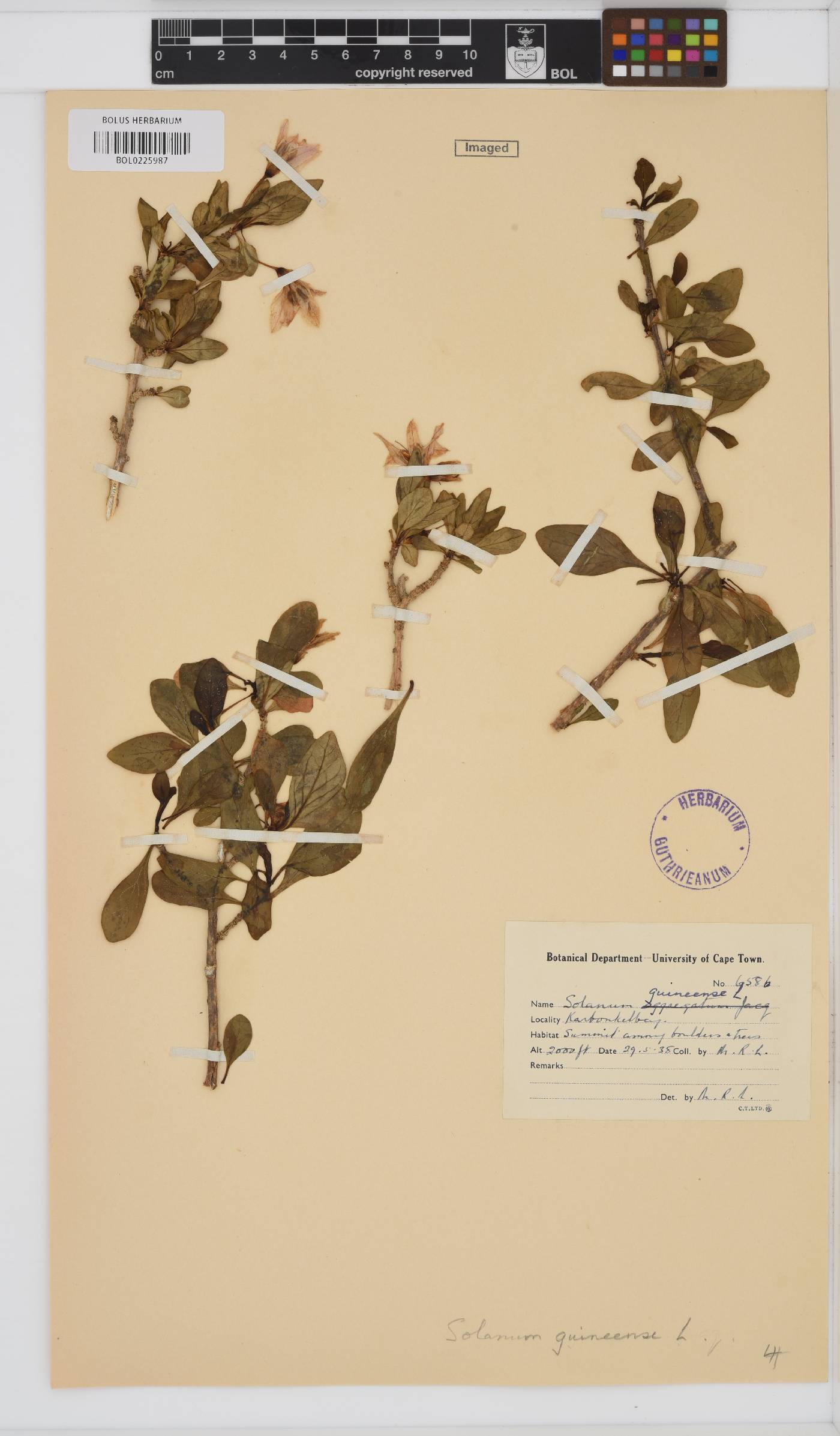 Solanum guineense image