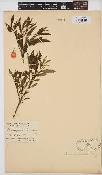 Image of Solanum pseudocapsicum