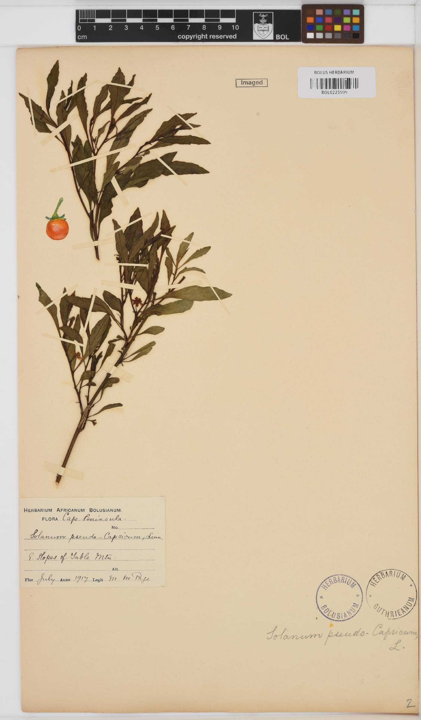 Solanum image