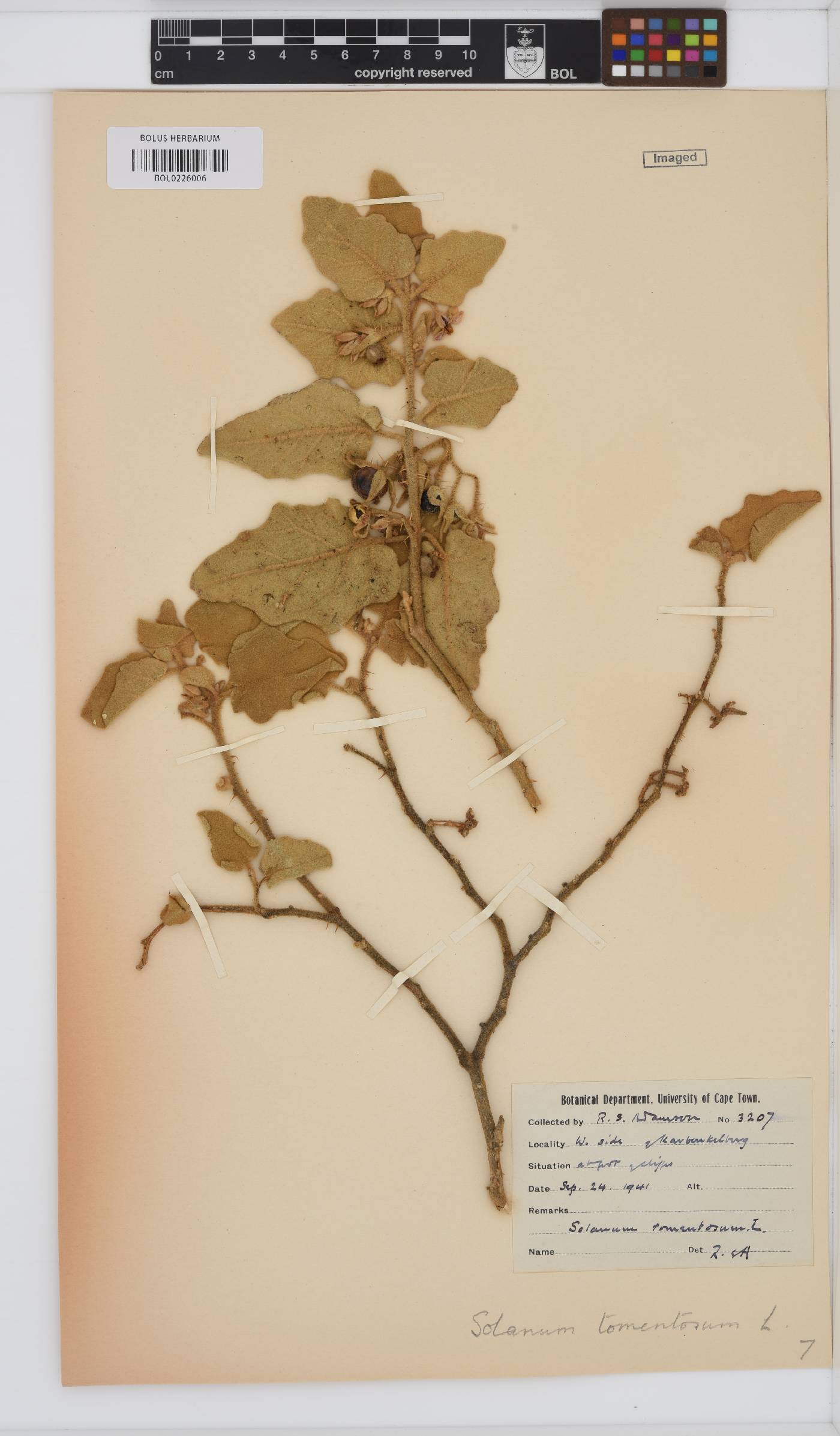 Solanum tomentosum image