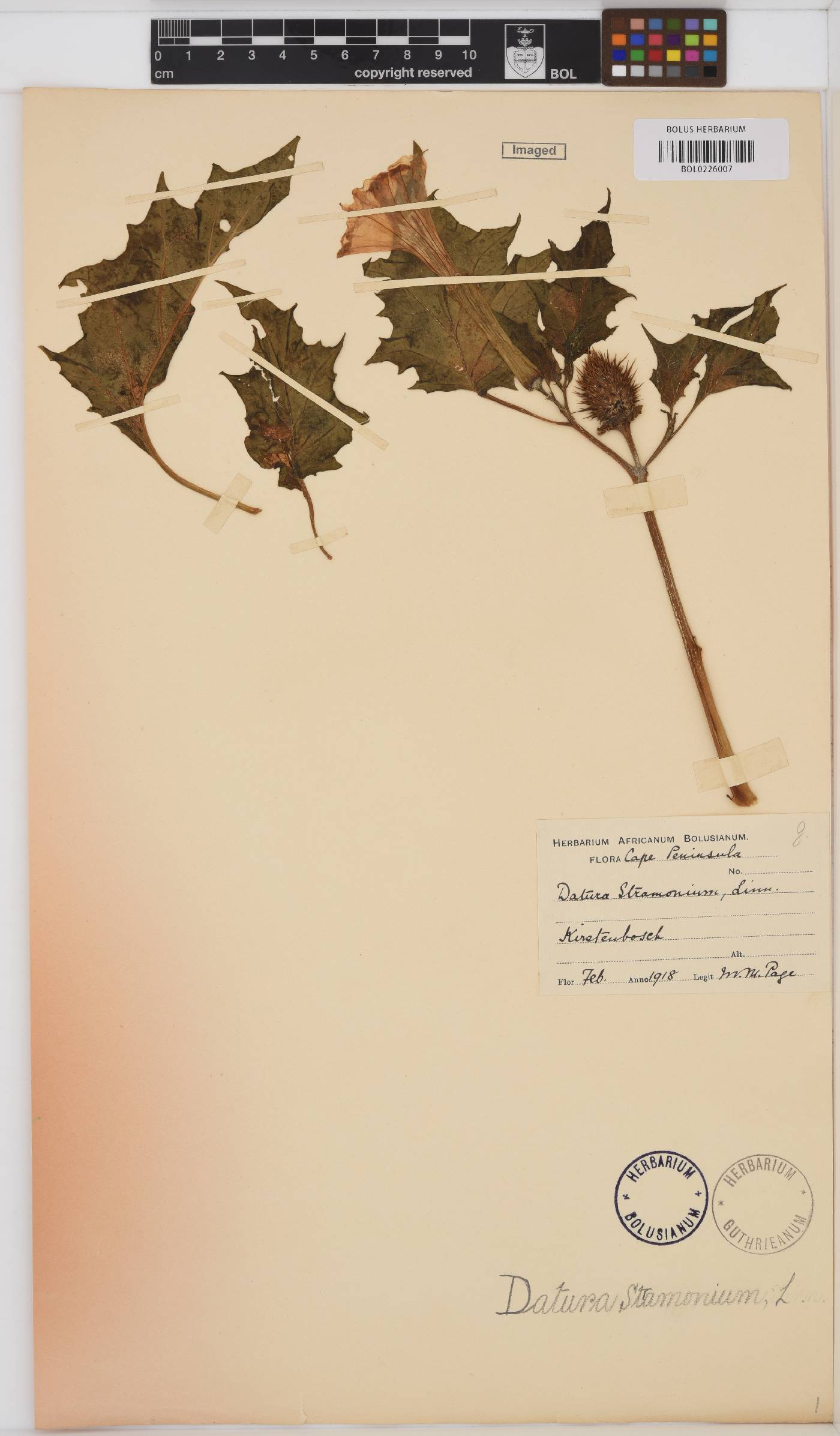 Datura stramonium image