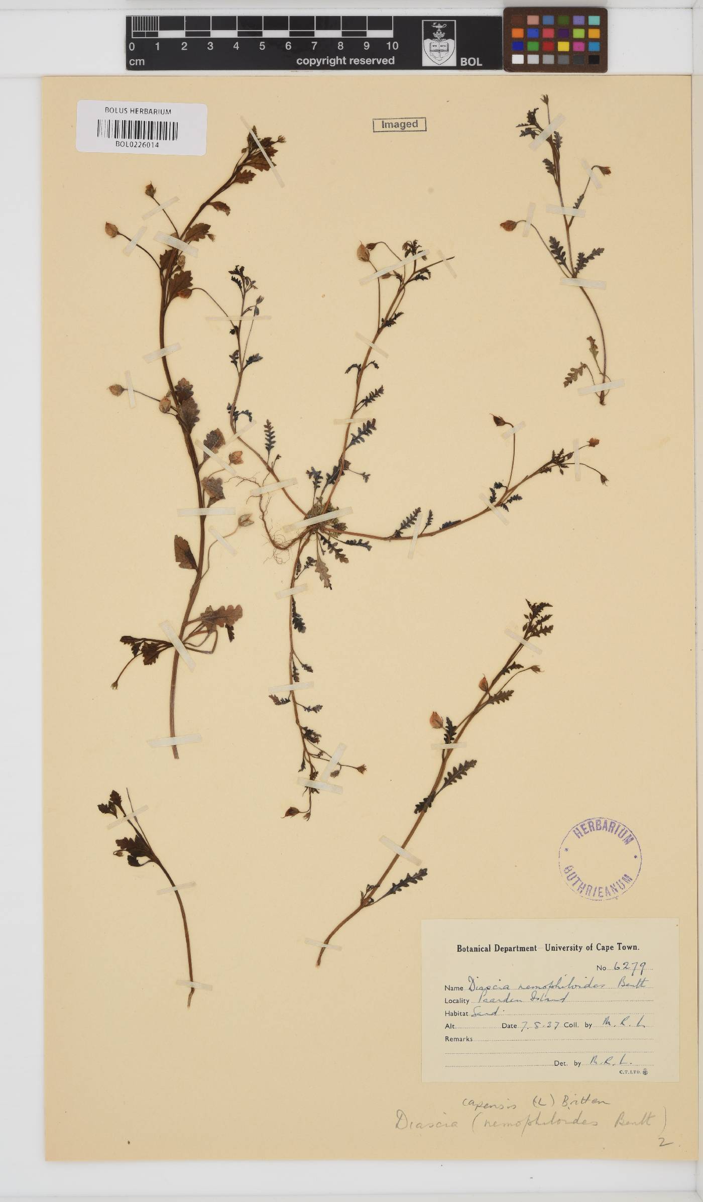 Diascia capensis image