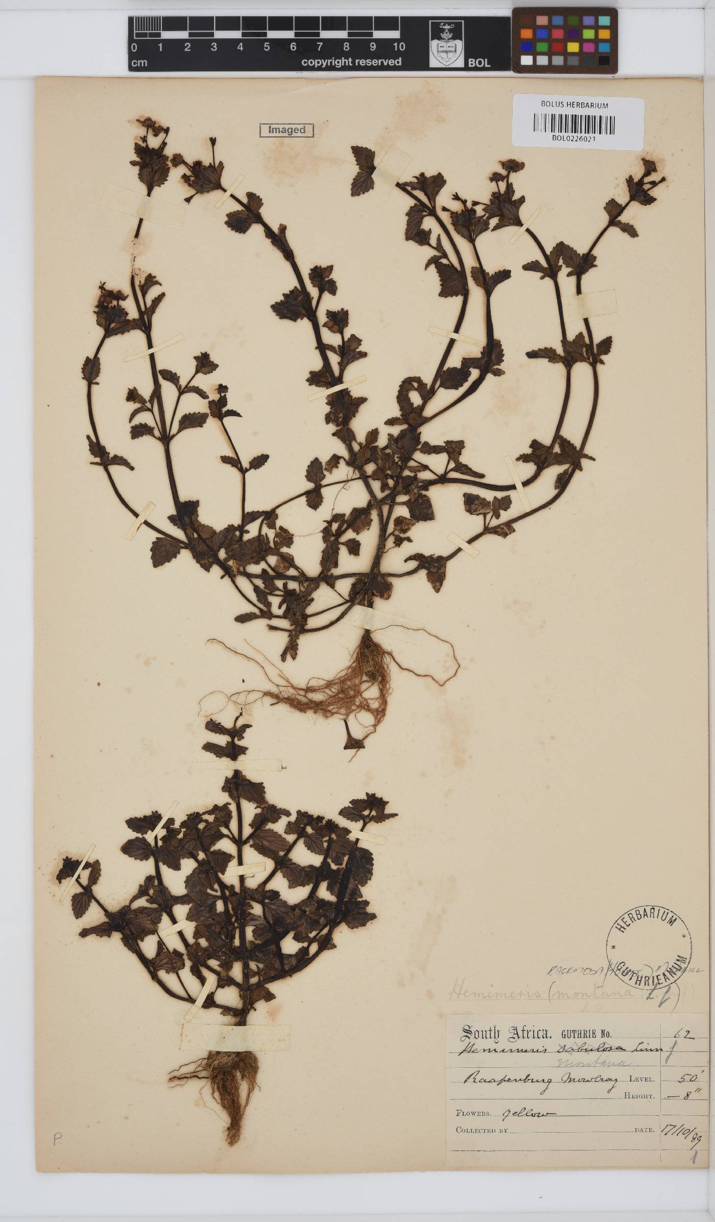 Hemimeris racemosa image