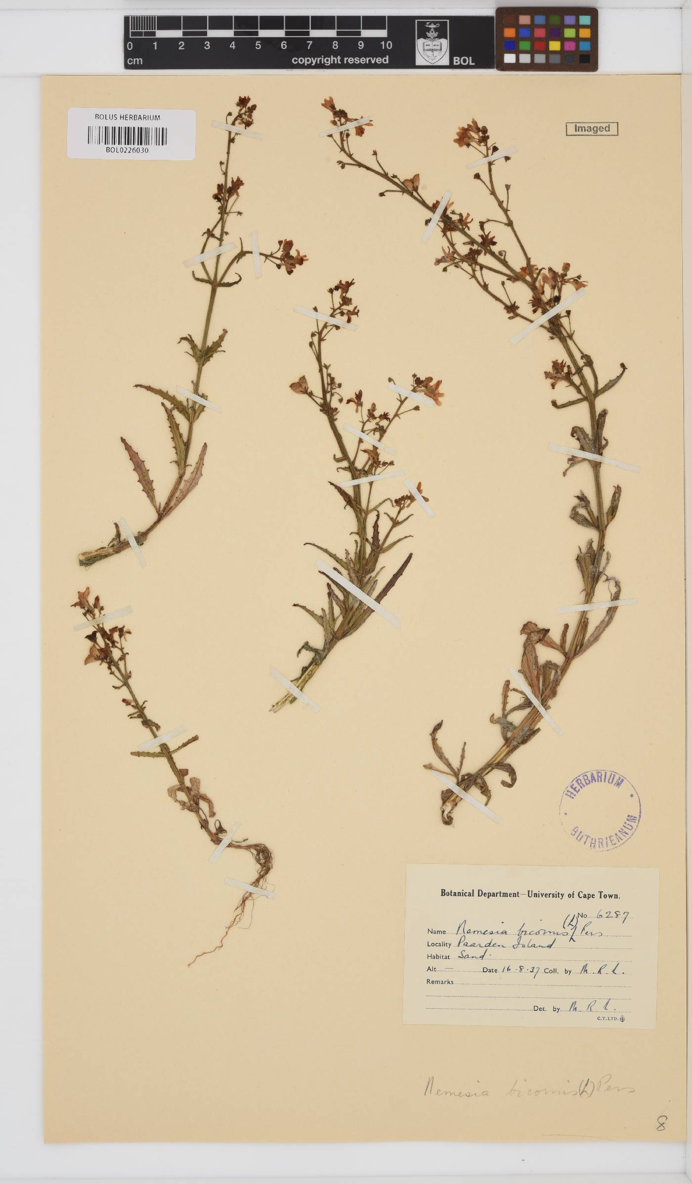 Nemesia bicornis image