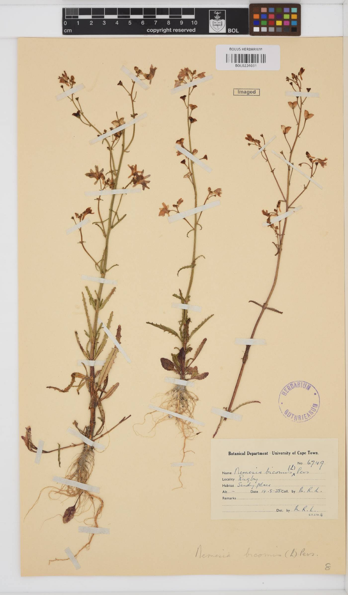 Nemesia bicornis image