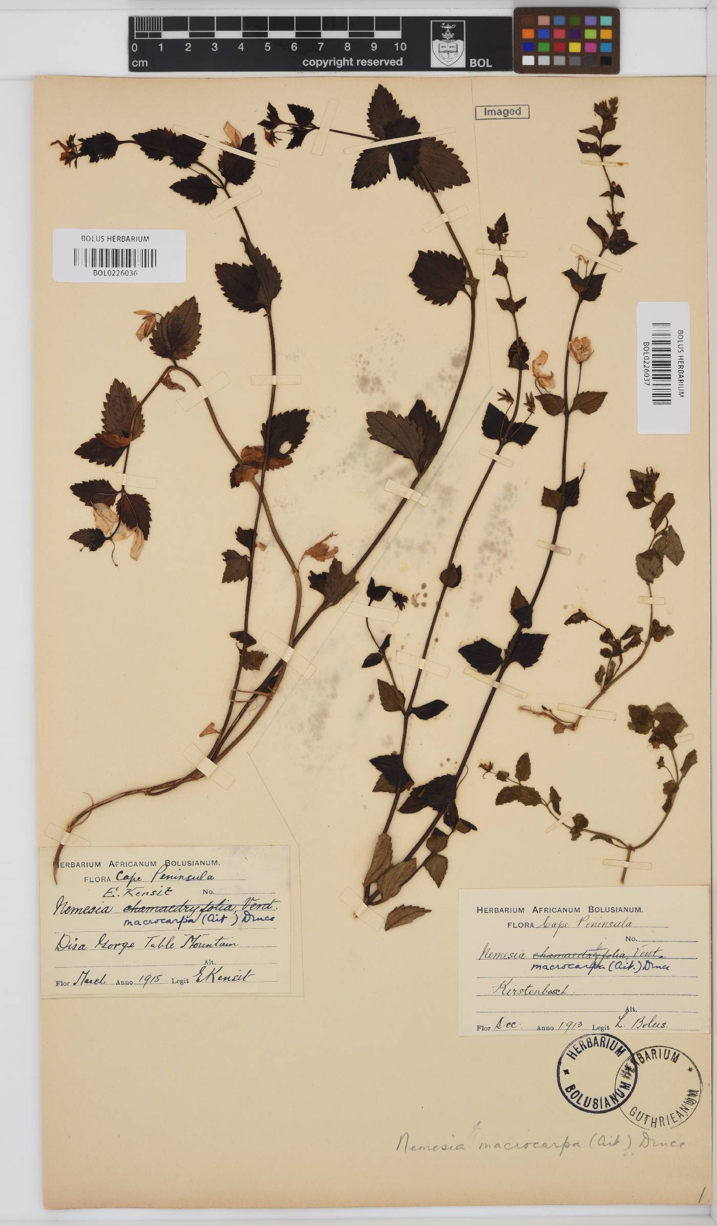 Nemesia macrocarpa image