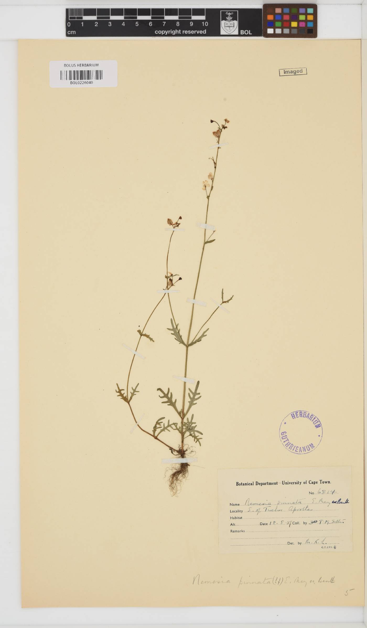 Nemesia pinnata image