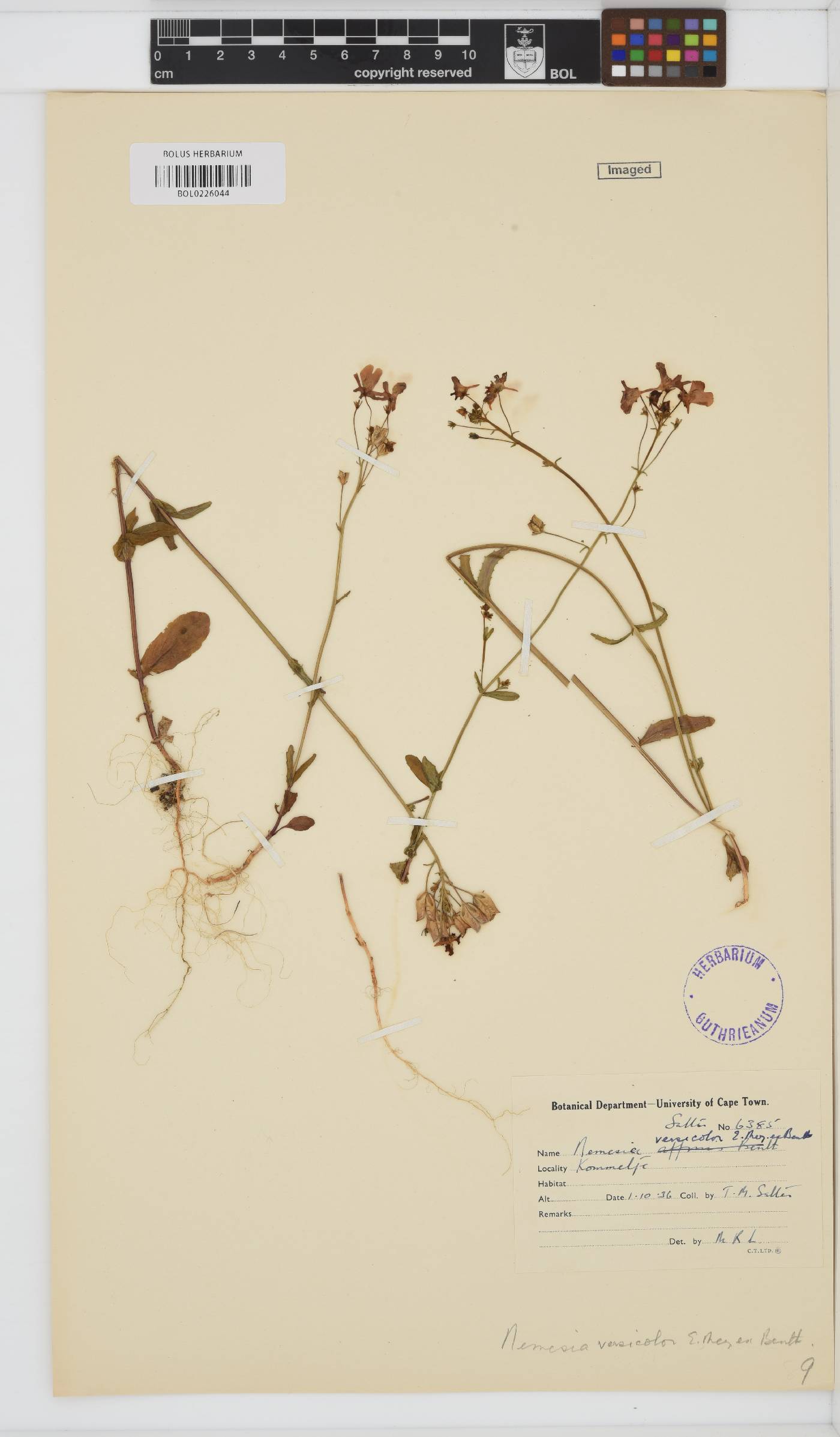 Nemesia versicolor image