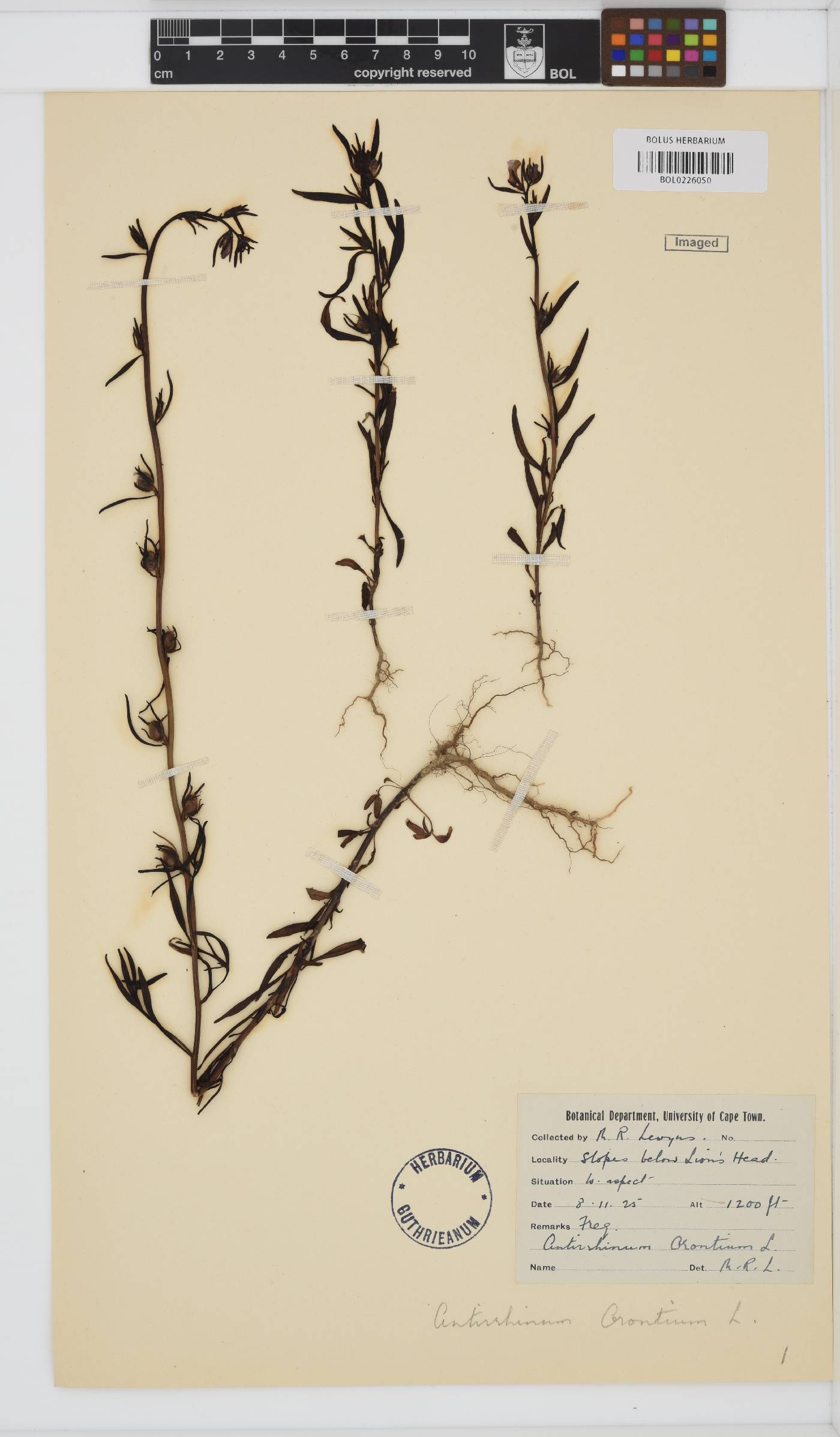 Misopates orontium subsp. orontium image