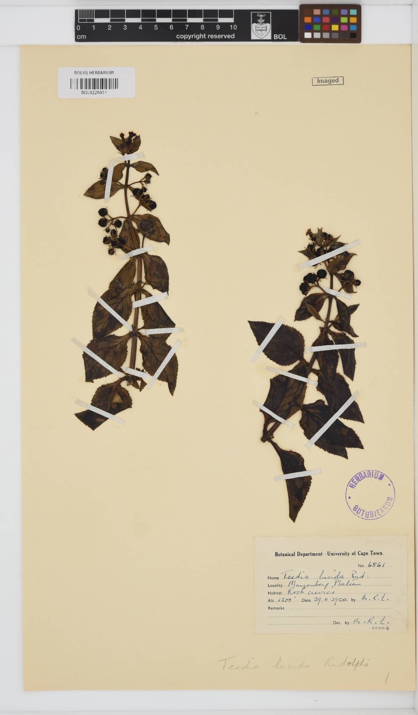 Teedia lucida image