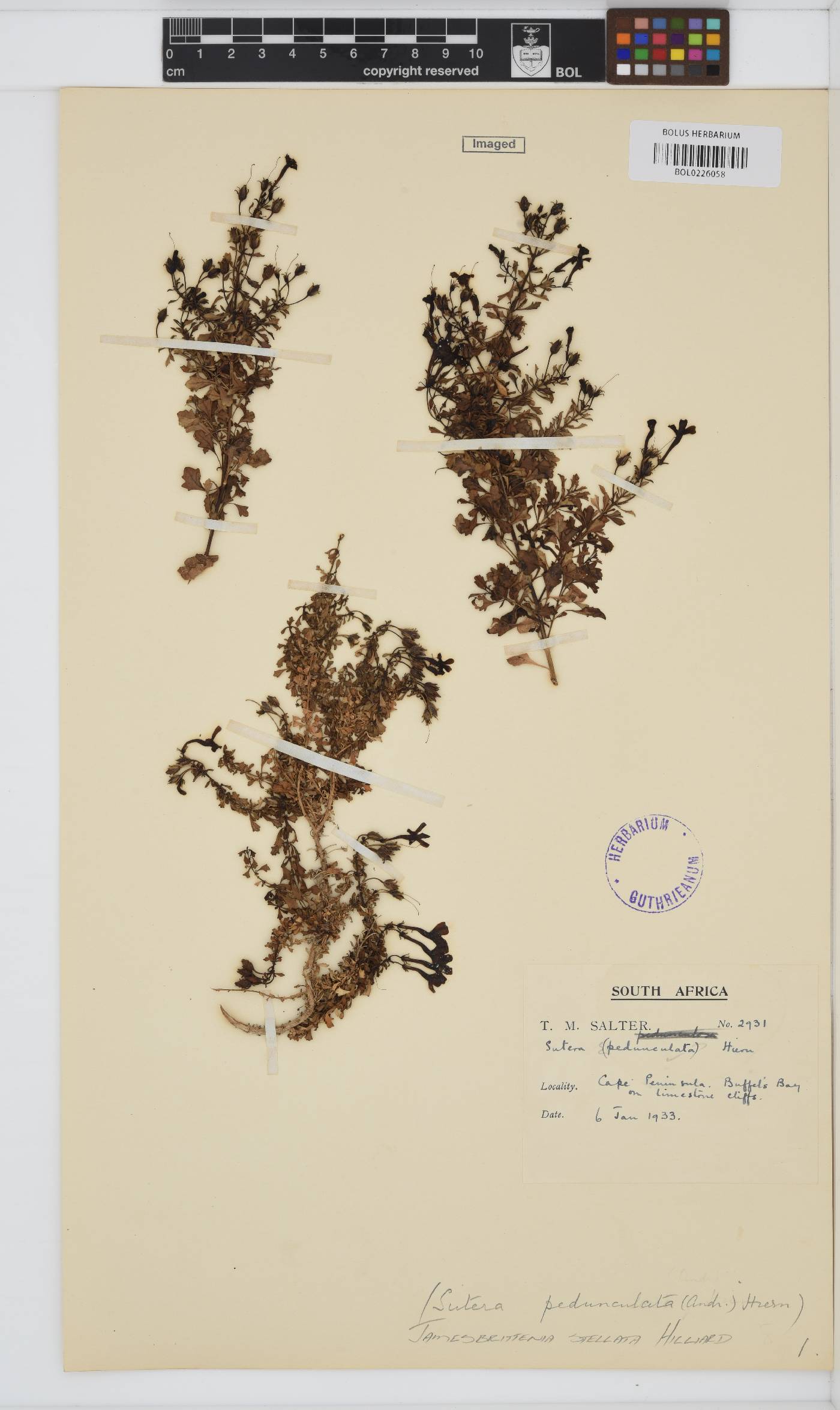 Jamesbrittenia stellata image