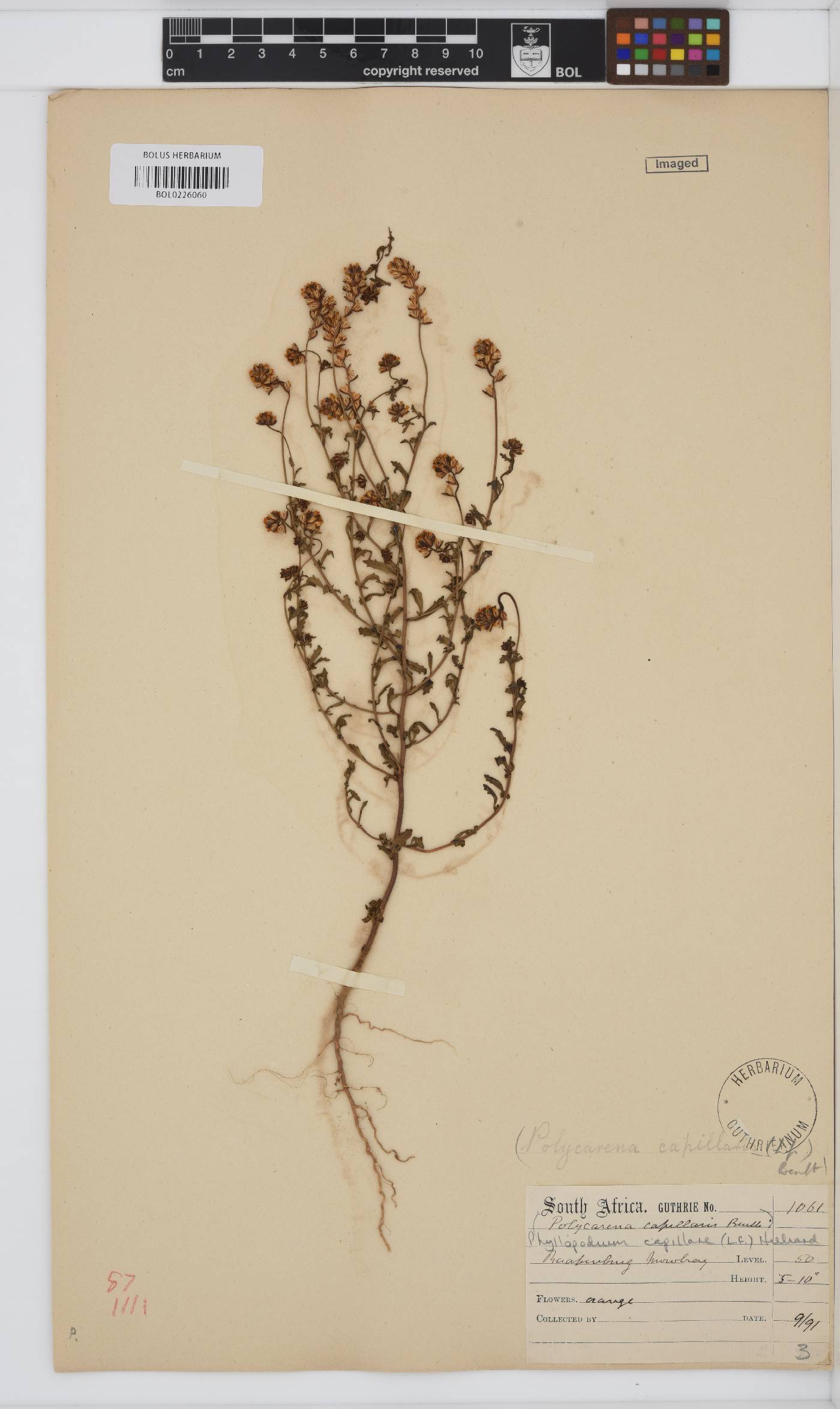 Phyllopodium capillare image