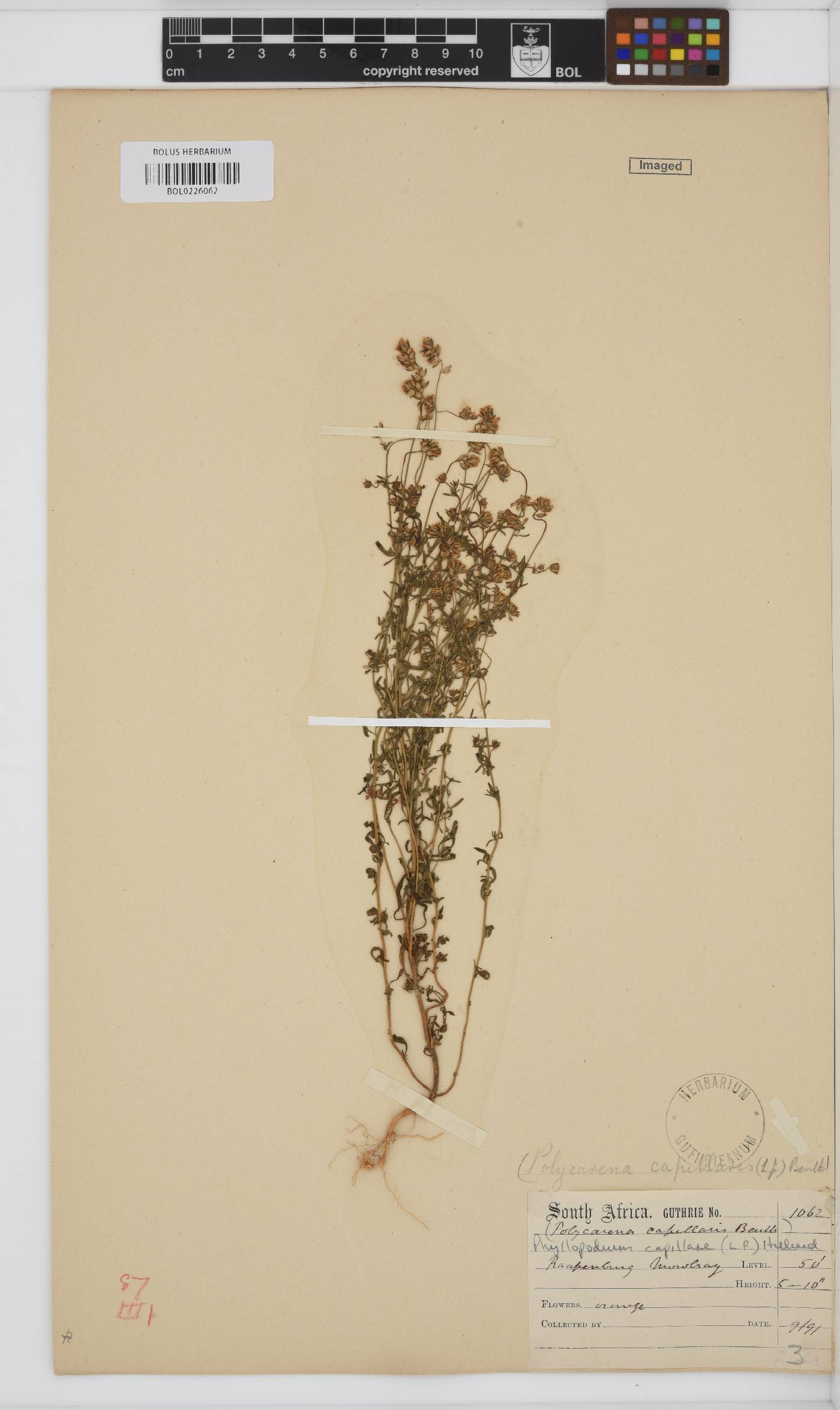 Phyllopodium capillare image