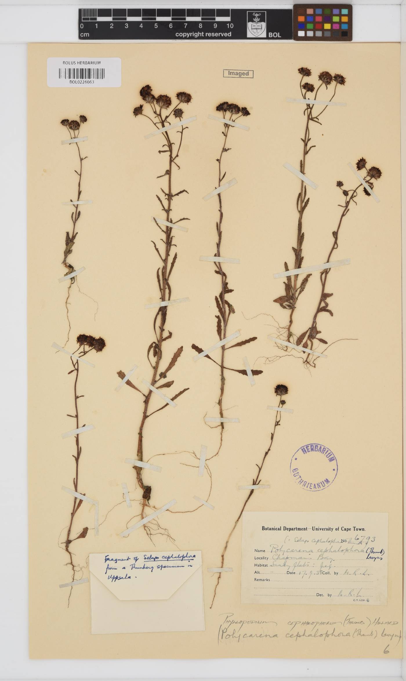 Phyllopodium cephalophorum image