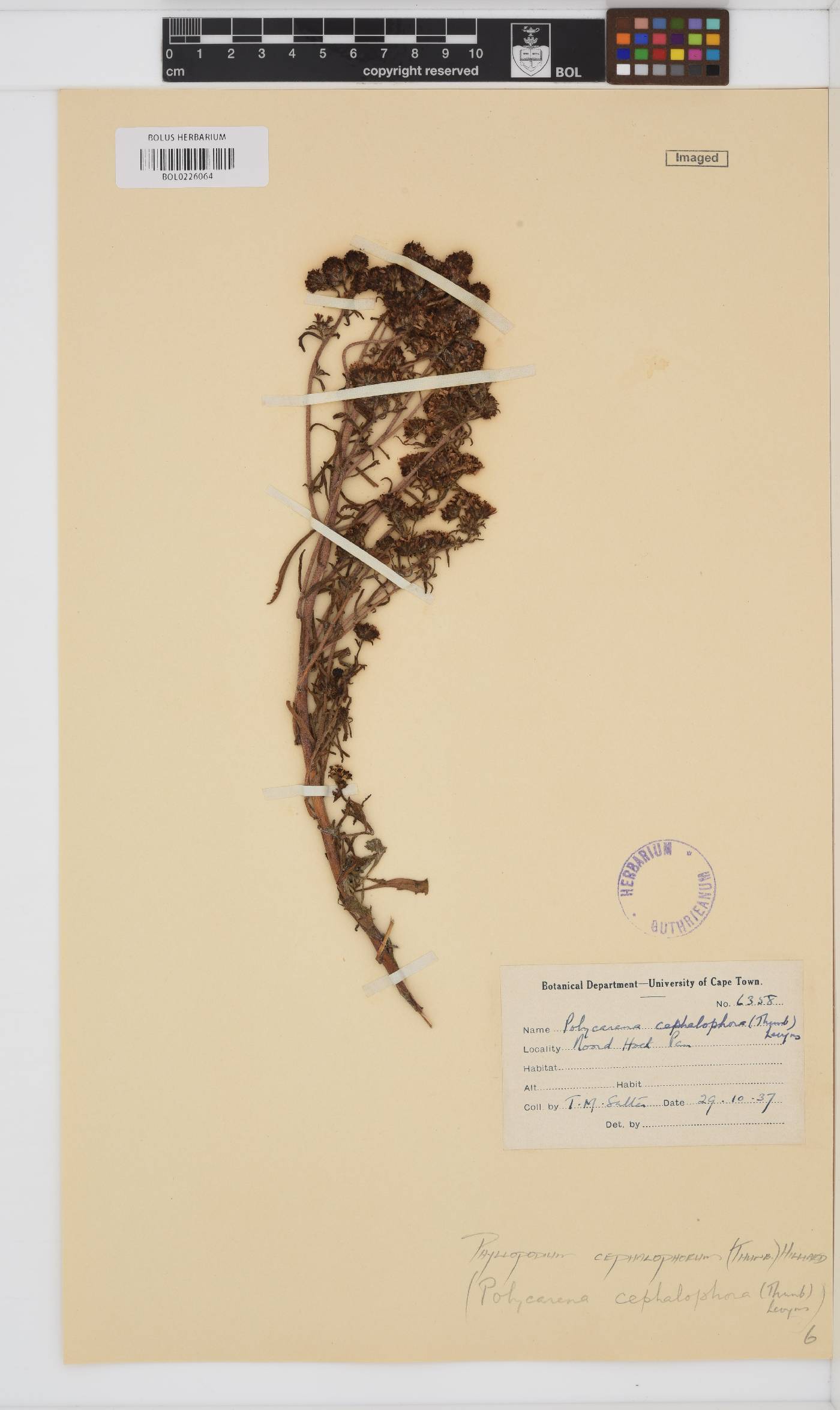Phyllopodium cephalophorum image