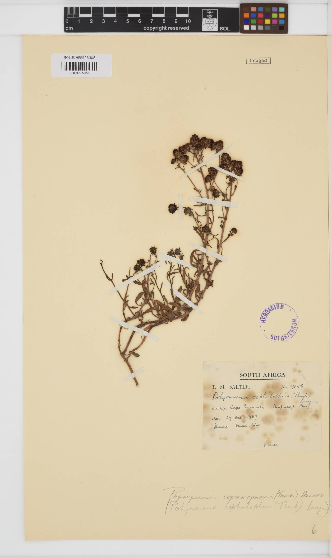Phyllopodium cephalophorum image