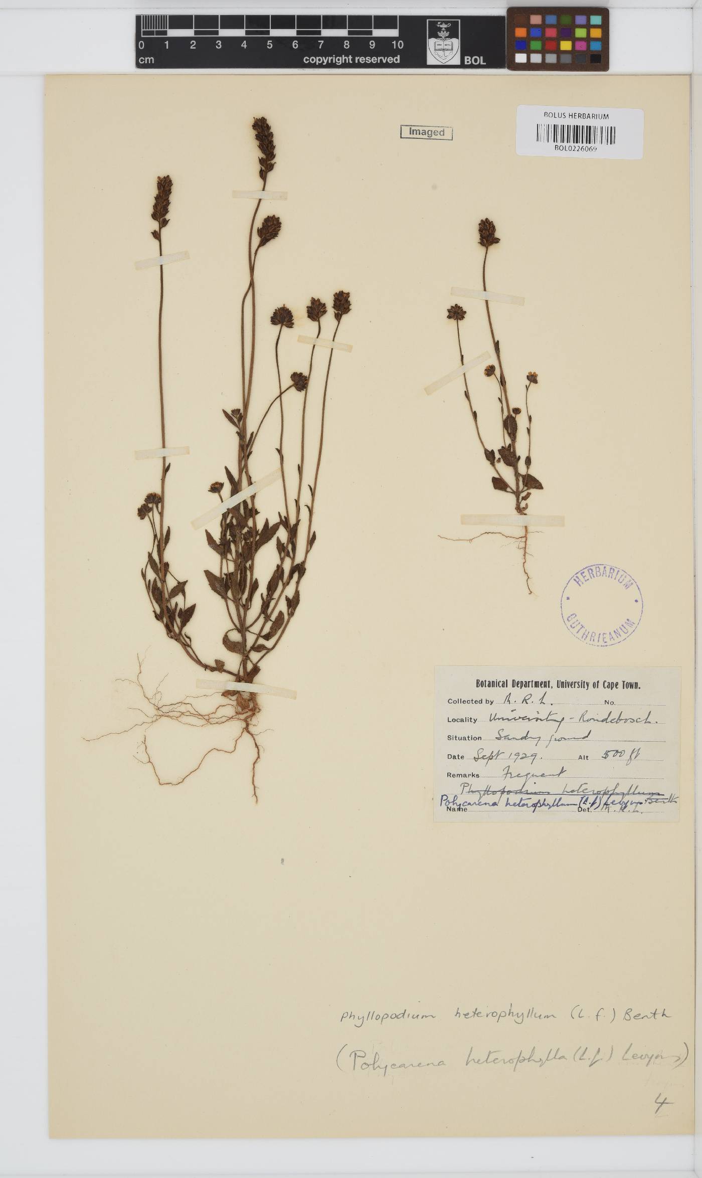 Phyllopodium heterophyllum image