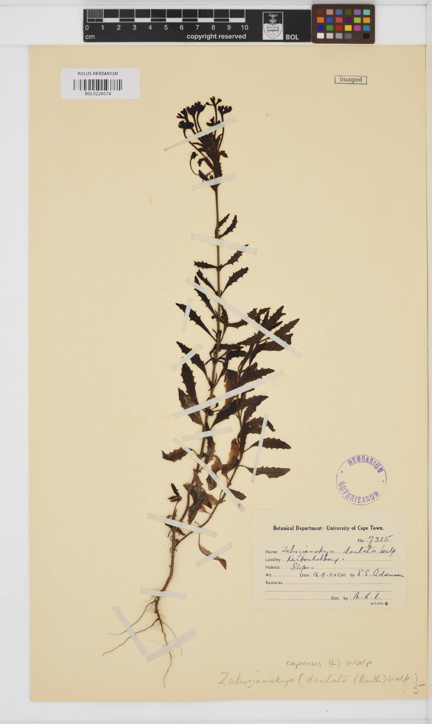 Zaluzianskya capensis image