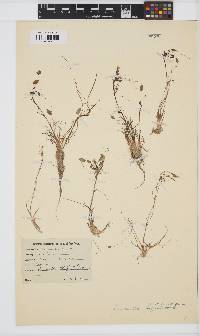 Image of Limosella grandiflora