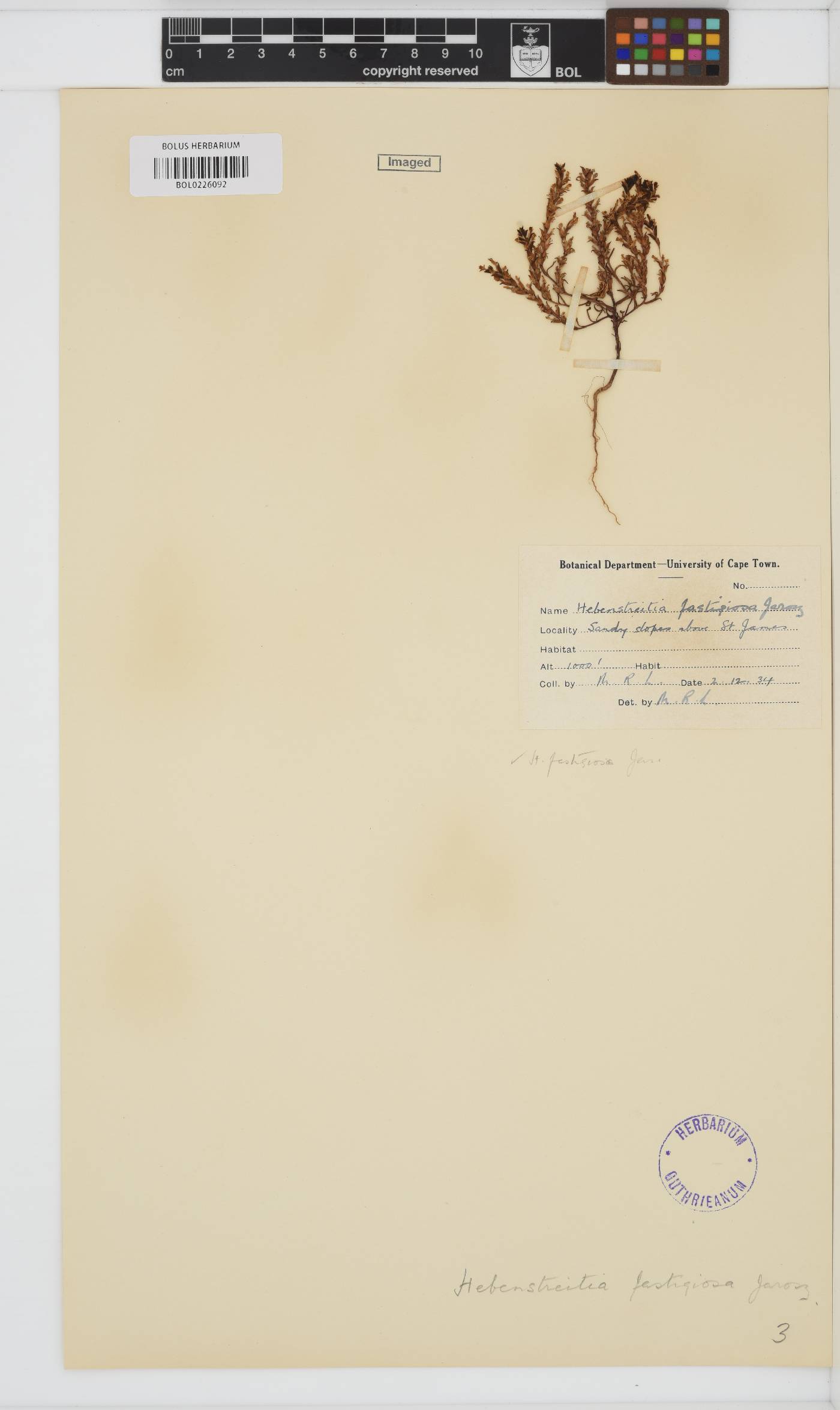 Hebenstretia fastigiosa image