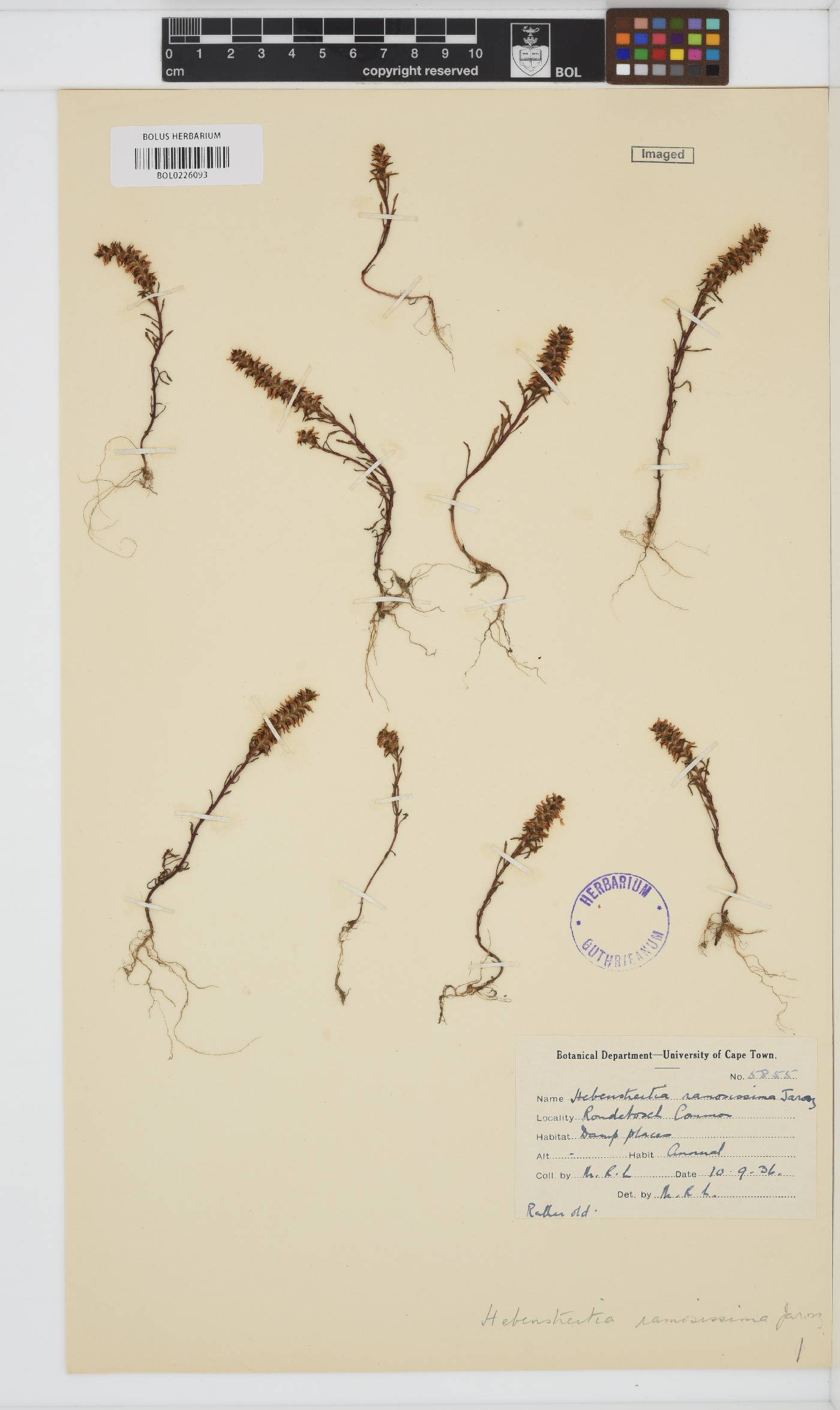 Hebenstretia ramosissima image