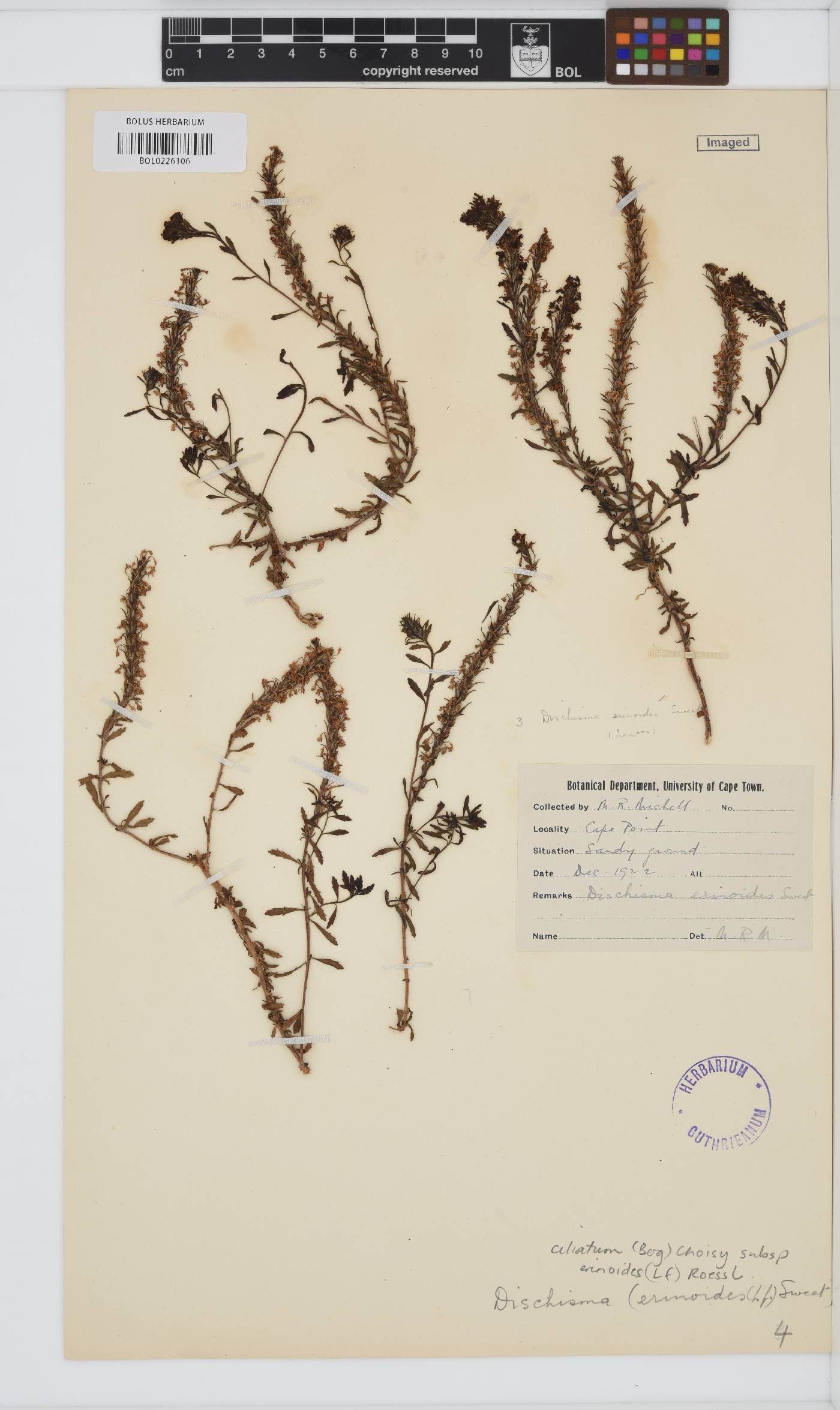 Dischisma ciliatum subsp. erinoides image