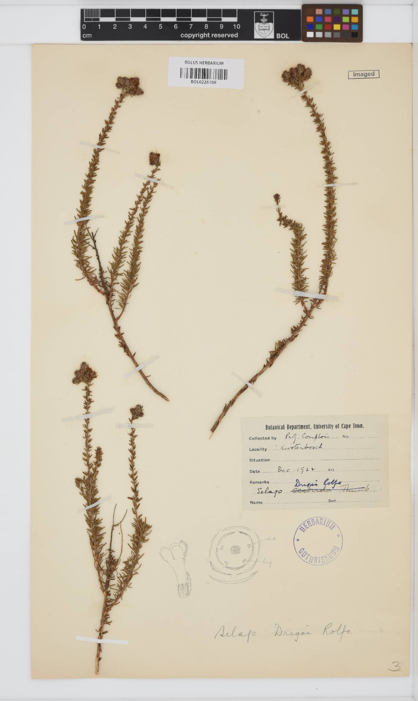 Selago luxurians image