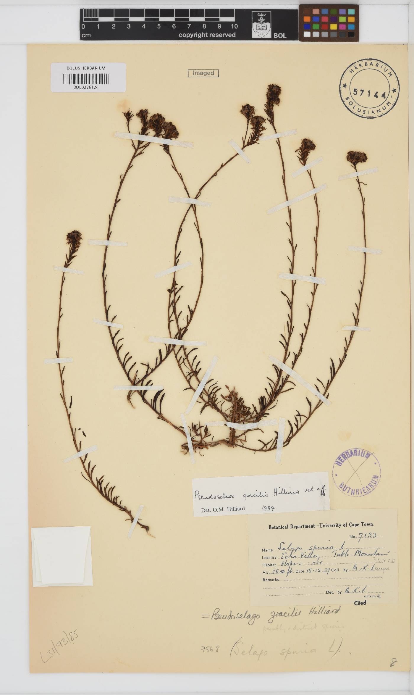 Pseudoselago gracilis image