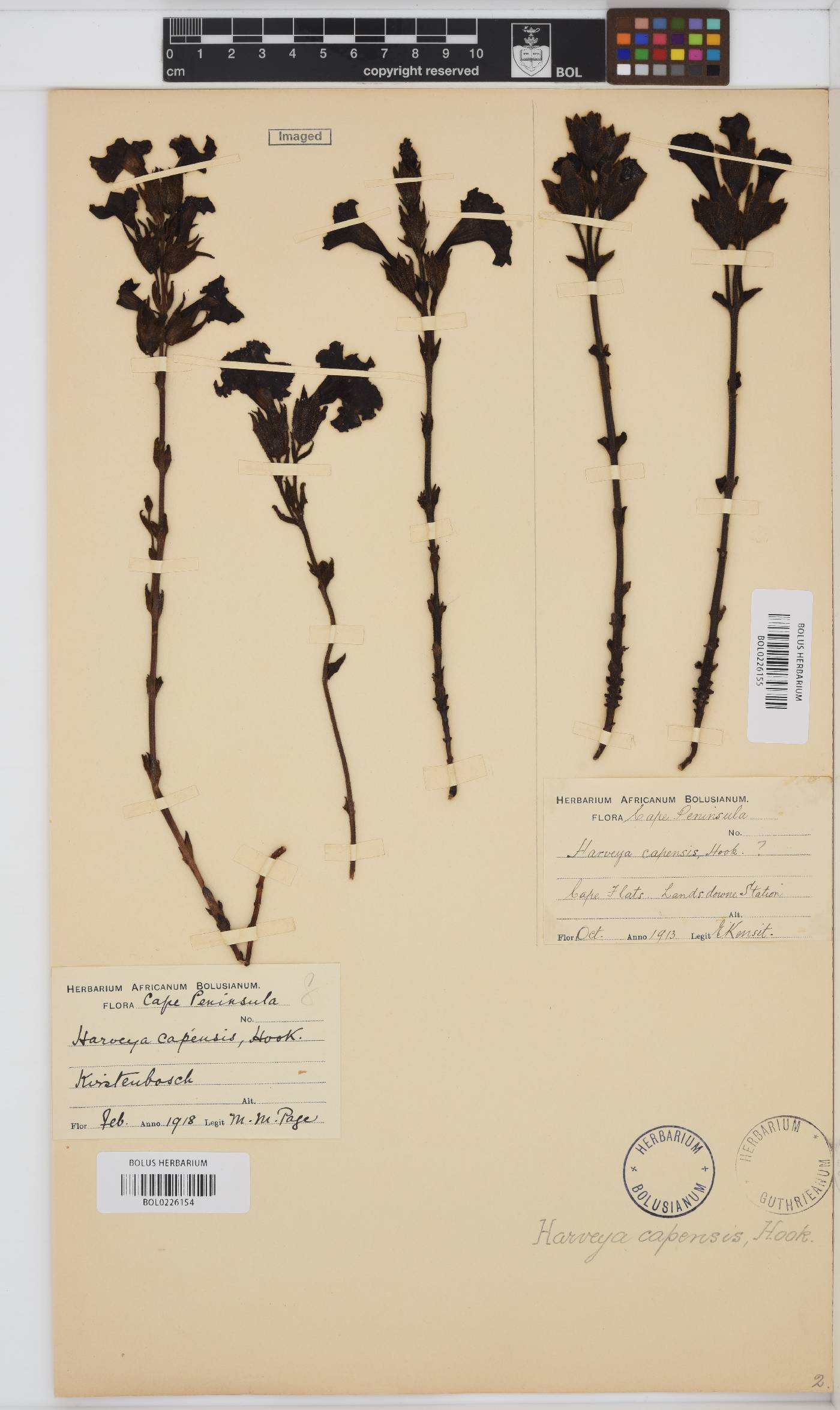 Harveya capensis image