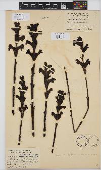 Image of Harveya pauciflora